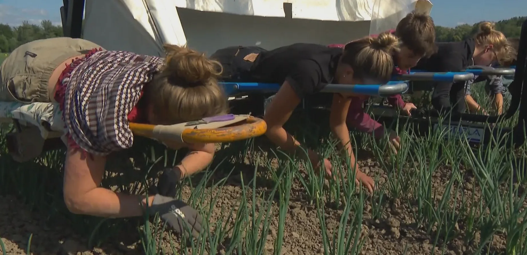 Werkloos festivalpersoneel aan de slag bij de boer: 'Boerenleven en festivalleven lijken op elkaar'