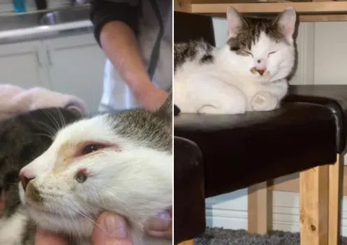 Almelose kater Isimsiz (4) voor tweede keer doelwit van met luchtbuks gewapende gek