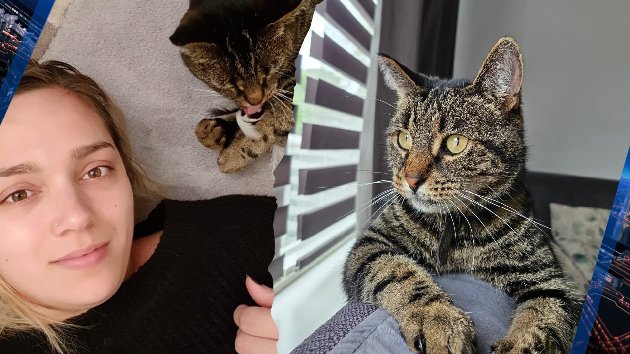 Geliefde buurtkat Fred voor tweede keer ontvoerd: 'Man aaide hem en nam hem mee'