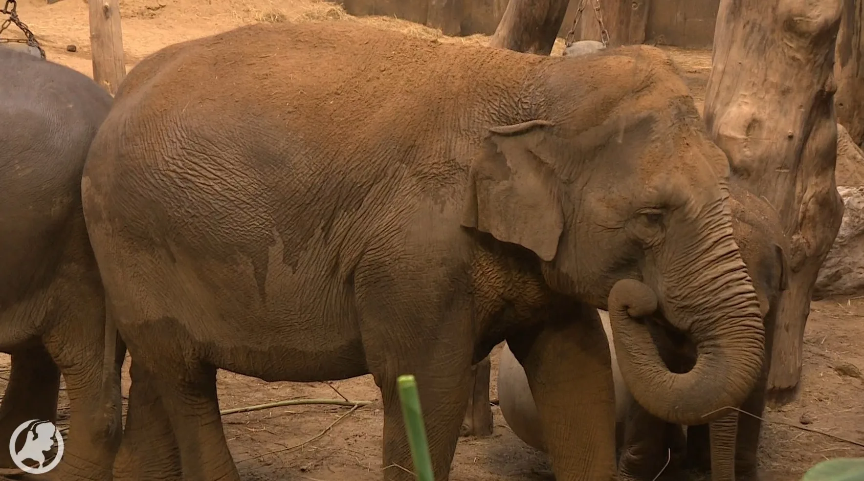 Zorgen over olifant Indra in Dierenpark Amersfoort: 'Ze is al ruim 22 maanden zwanger'