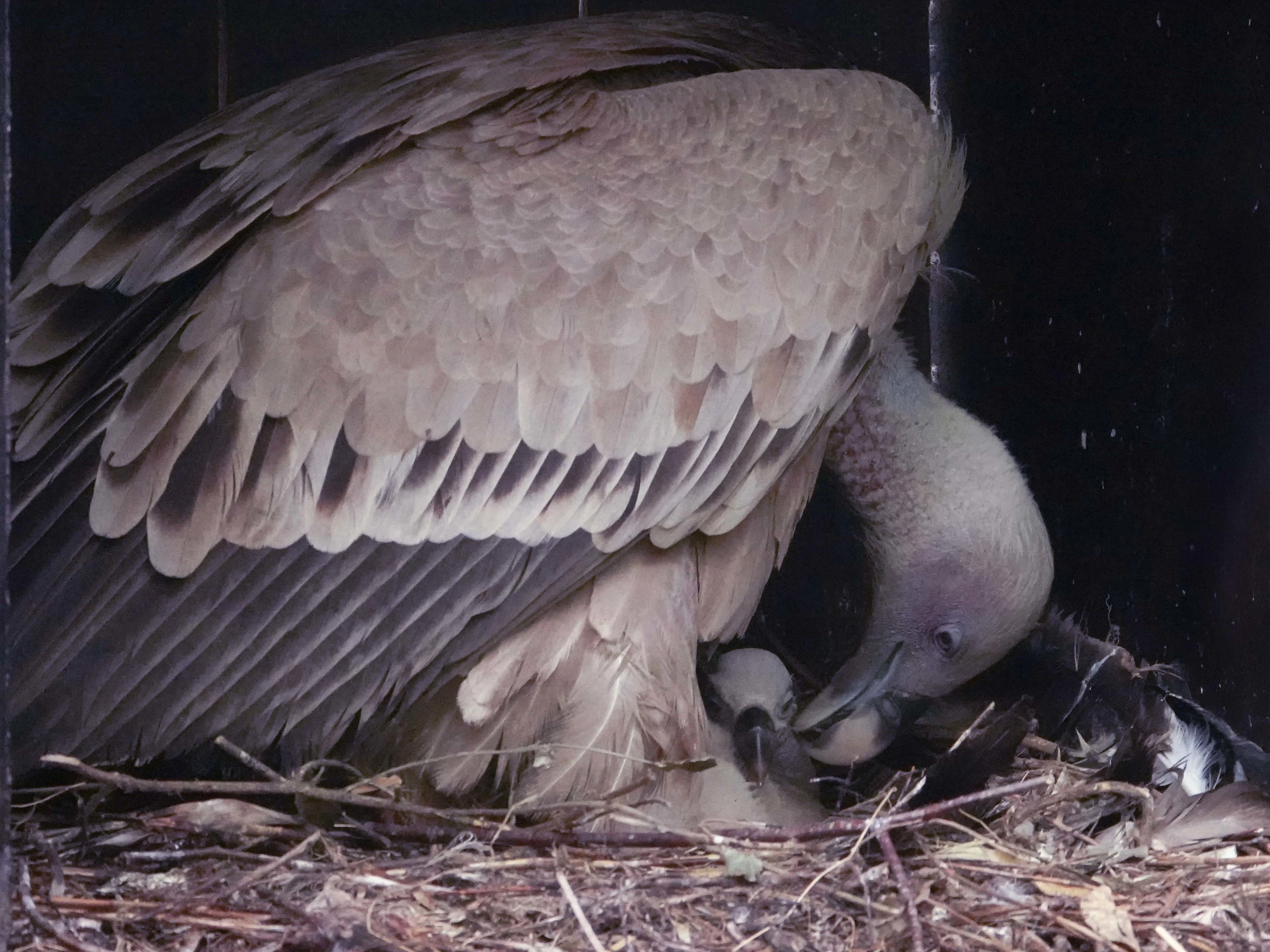 Zeldzame vale gieren geboren in DierenPark Amersfoort