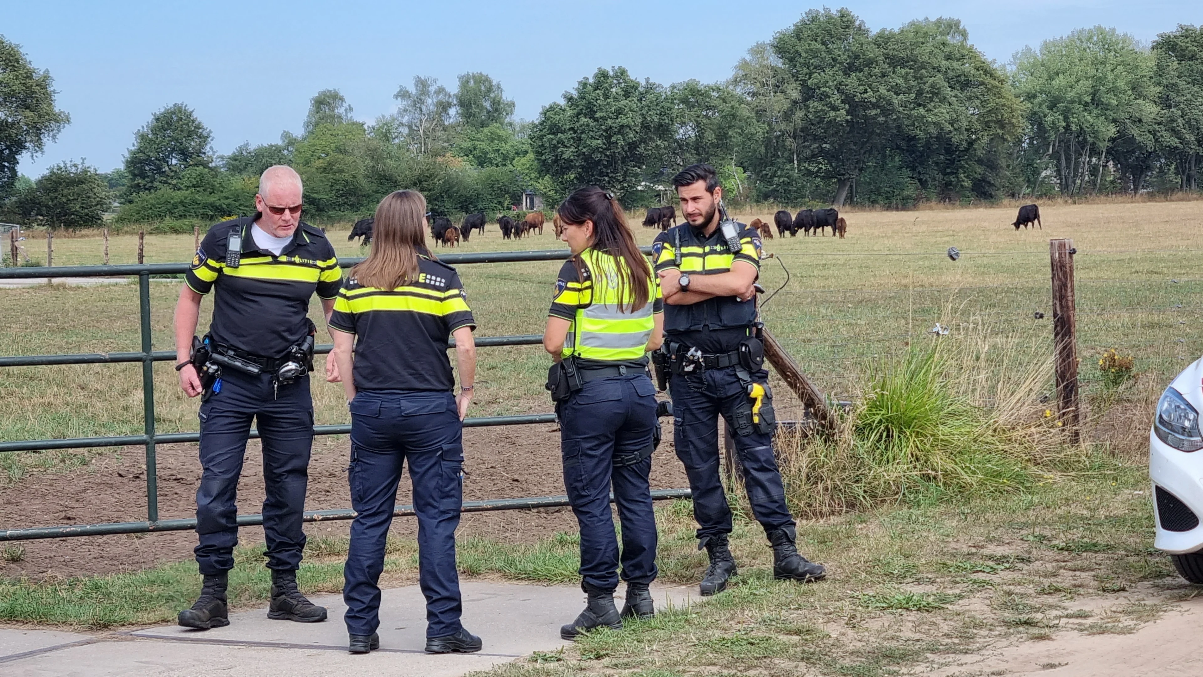 Gevaarlijke stier losgebroken, politie waarschuwt om dier 'niet zelf te vangen'