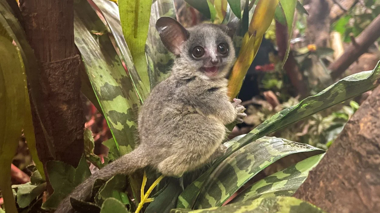 ZIEN: Twee schattige galago-aapjes geboren in DierenPark Amersfoort