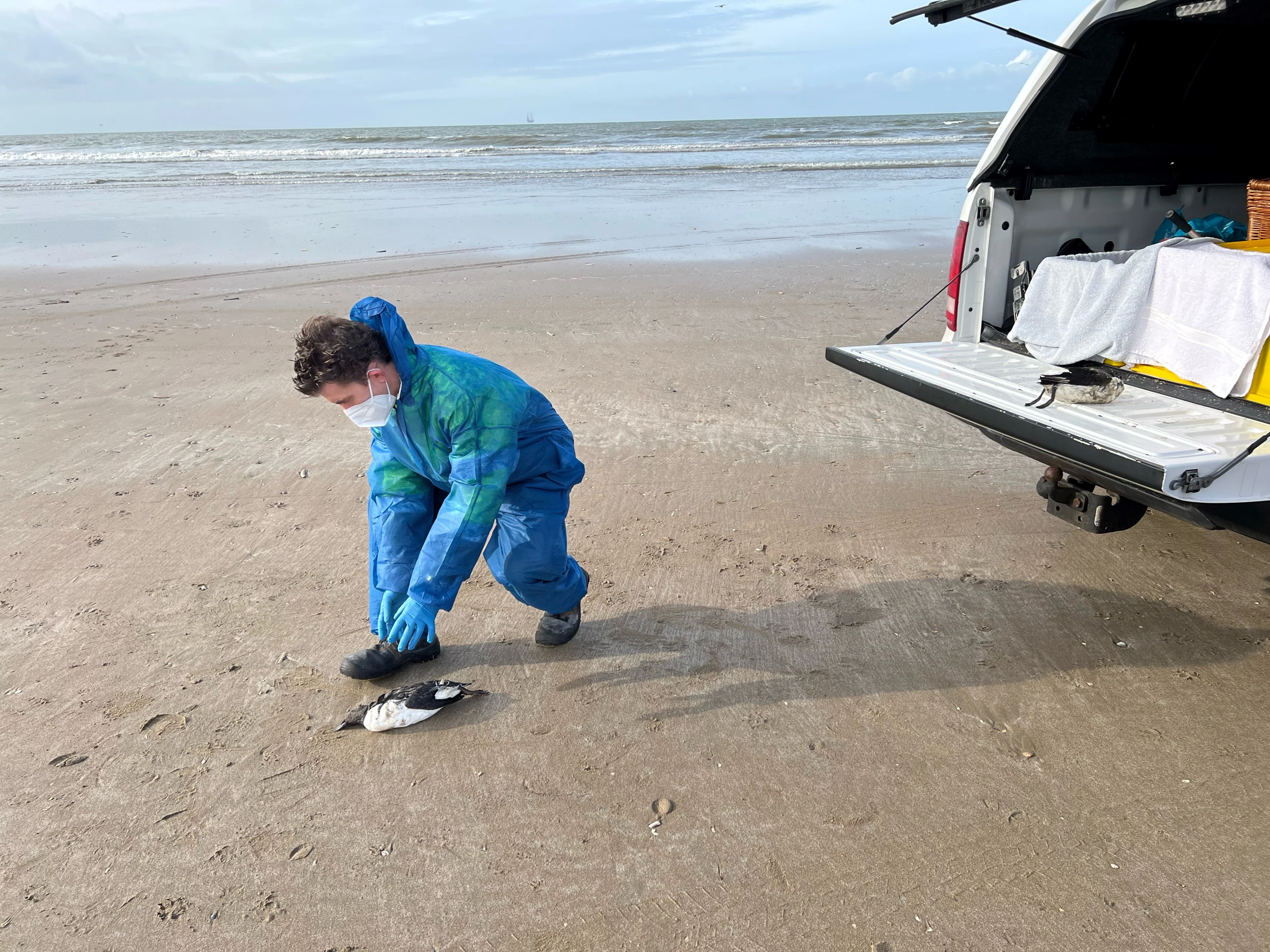 Strand IJmuiden bezaaid met dode zeevogels: 'We hebben dit nog nooit meegemaakt'