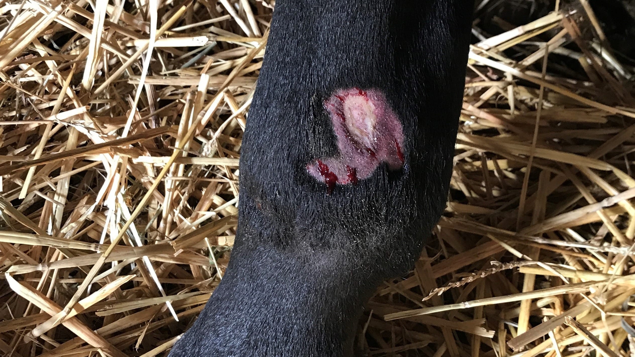 Woede na afsteken vuurwerk bij paarden: 'Ouders, voed je kinderen op'