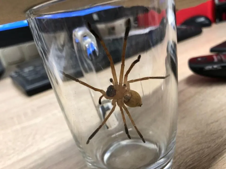 Gif spuitende horrorspin geen match voor vakkenvuller