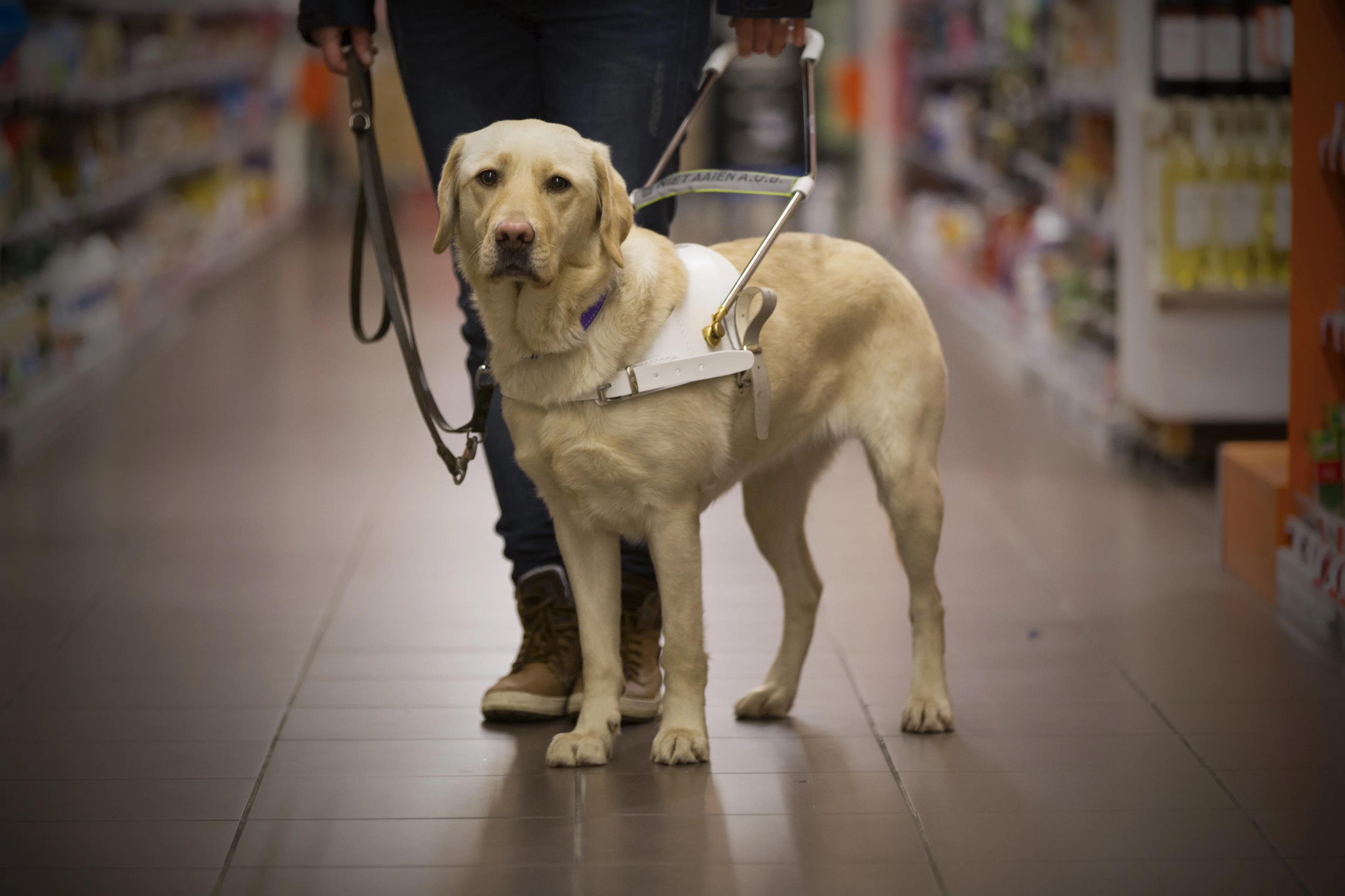 Agenten met PTSS krijgen buddyhond: 'Iemand krijgt zijn leven weer een beetje terug'