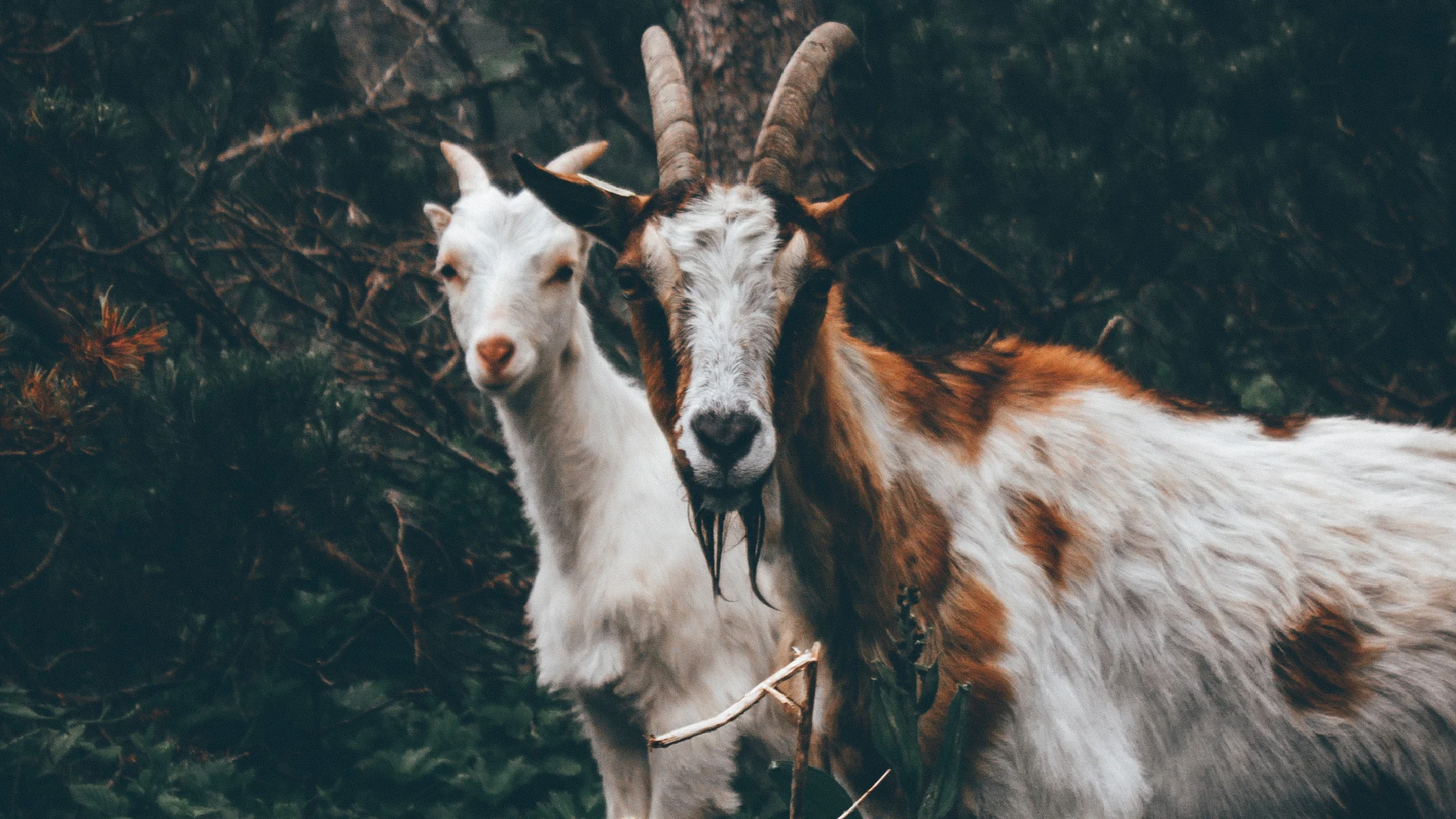 Politie zoekt dumpers van twee dode geitjes in Bovenkarspel