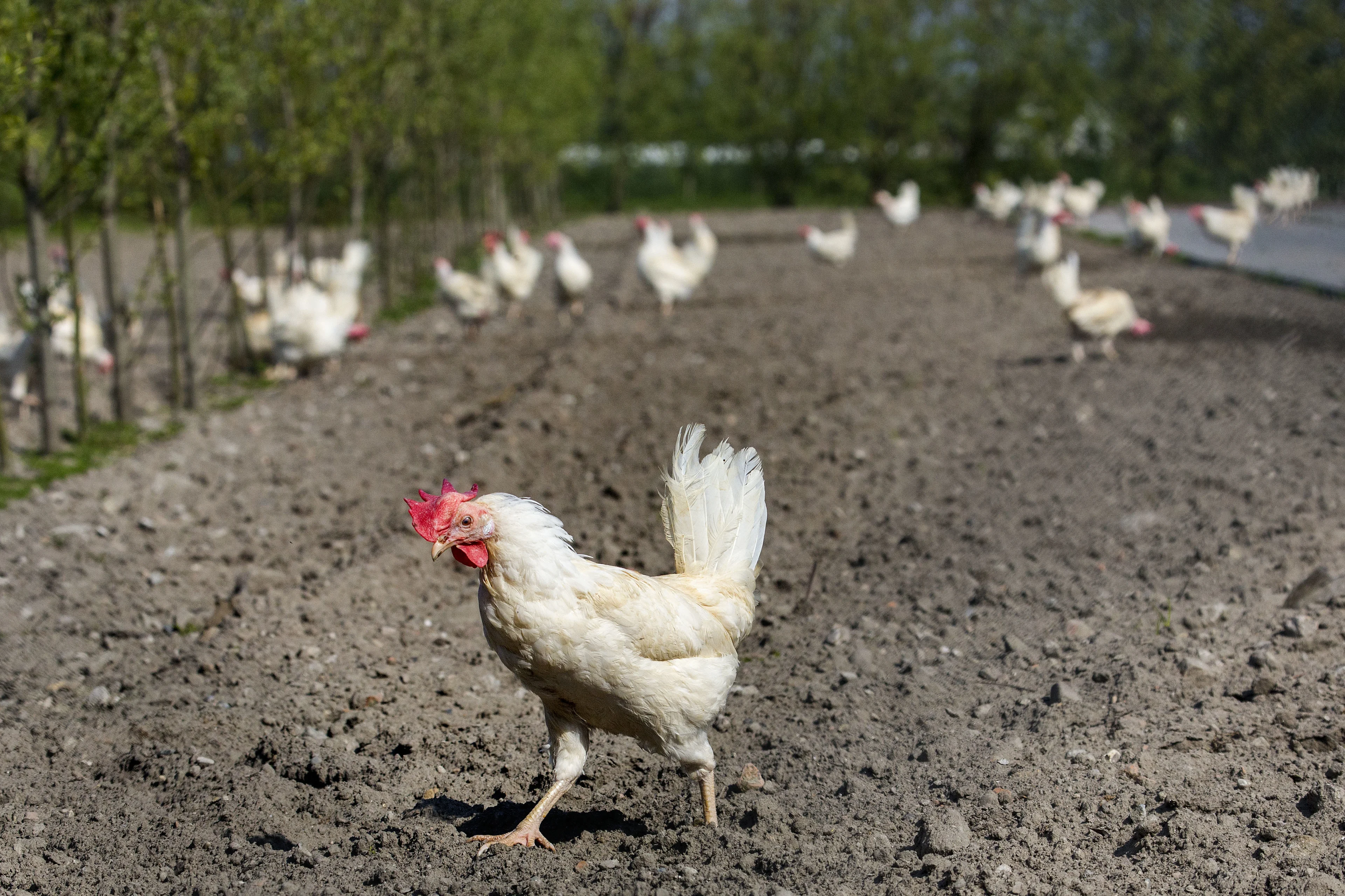 Pluimveeorganisaties willen ophokplicht vanwege vogelgriep in Oost-Europa