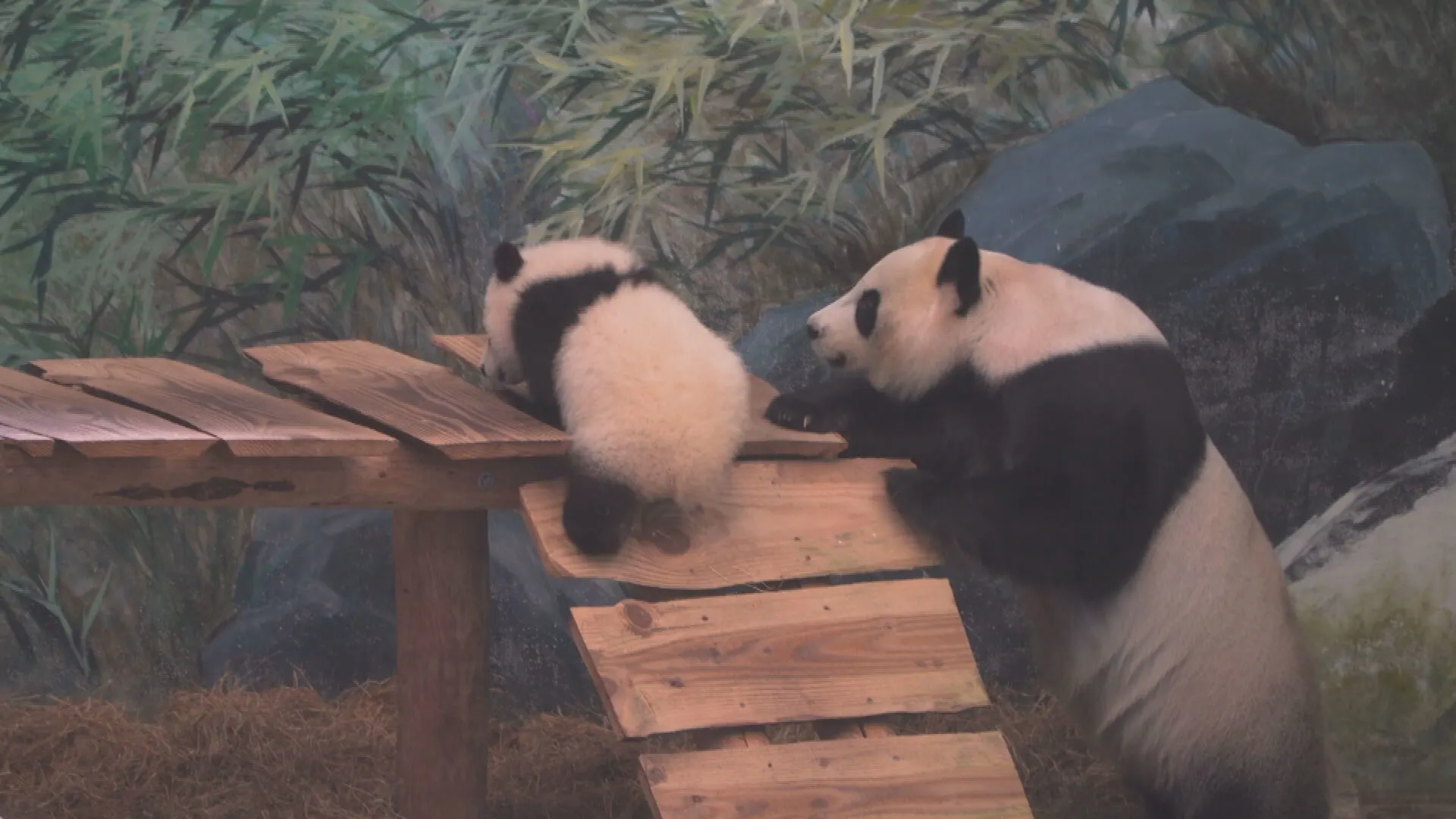 ZIEN: Pandajong Lang Yue laat zich voor het eerst zien in Ouwehands Dierenpark