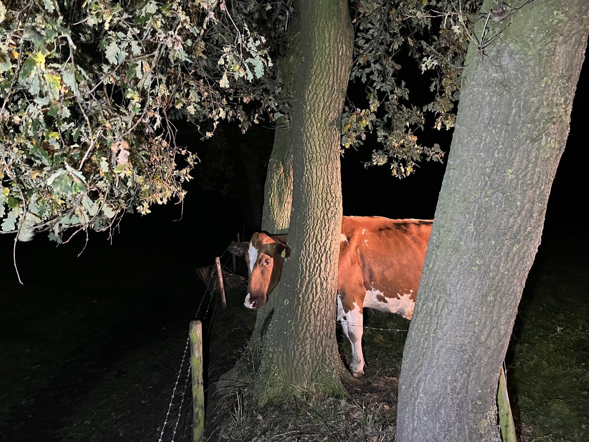 Koe Toos wurmt zich klem tussen twee bomen: 'Ze is niet zo slim'
