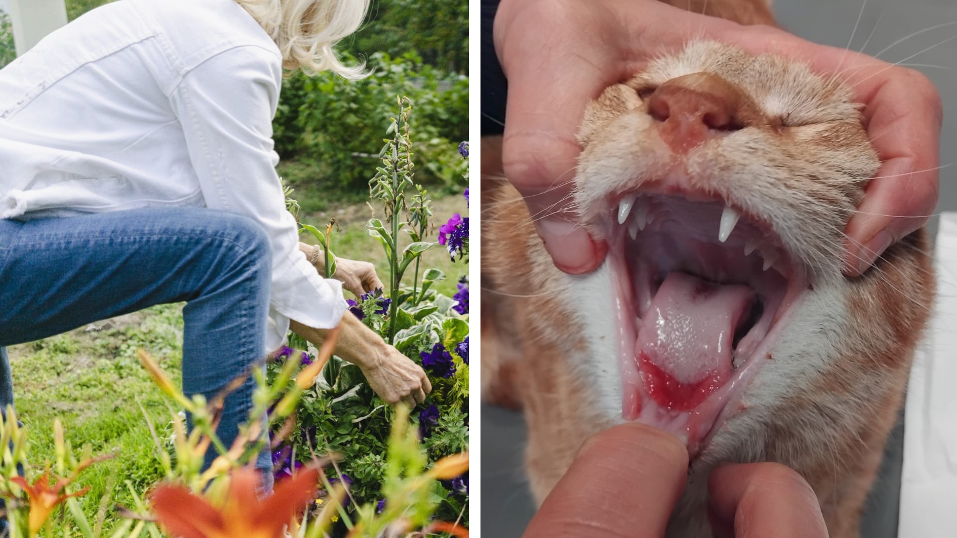 Populaire tuinreiniger verwondt katten Momo en Simba: 'Kapotte tong en poten'