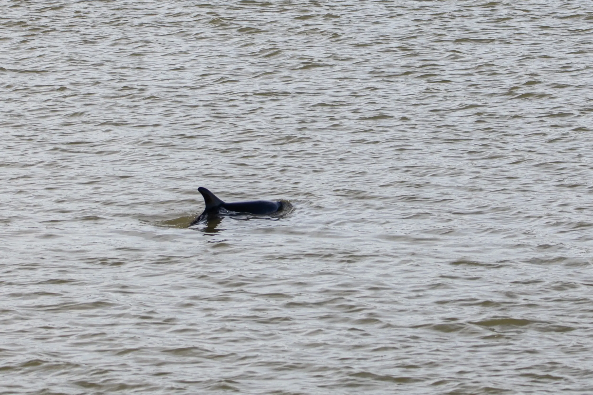 Dolfijn zwemt al twee dagen bij de haven in Harlingen