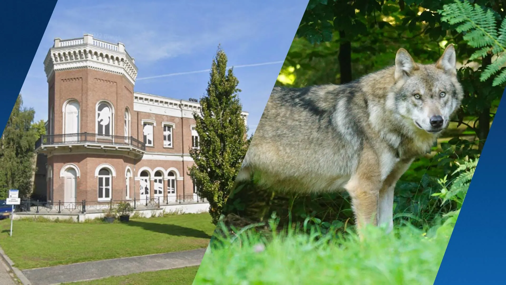 Rotterdams museum wil 'probleemwolf' Bram hebben: 'Zou een eer zijn'