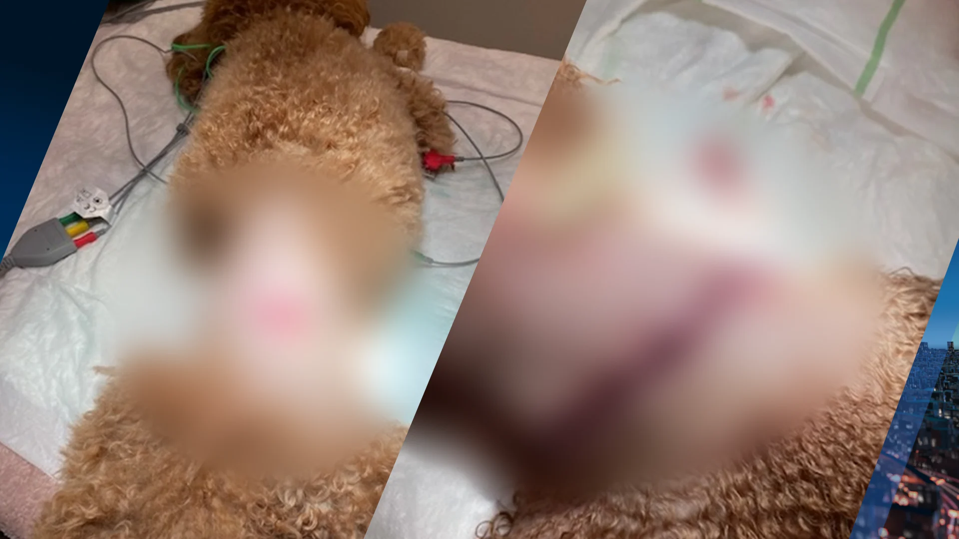 Toypoedel Lilly 'bijna doormidden gebeten' door agressieve loslopende hond