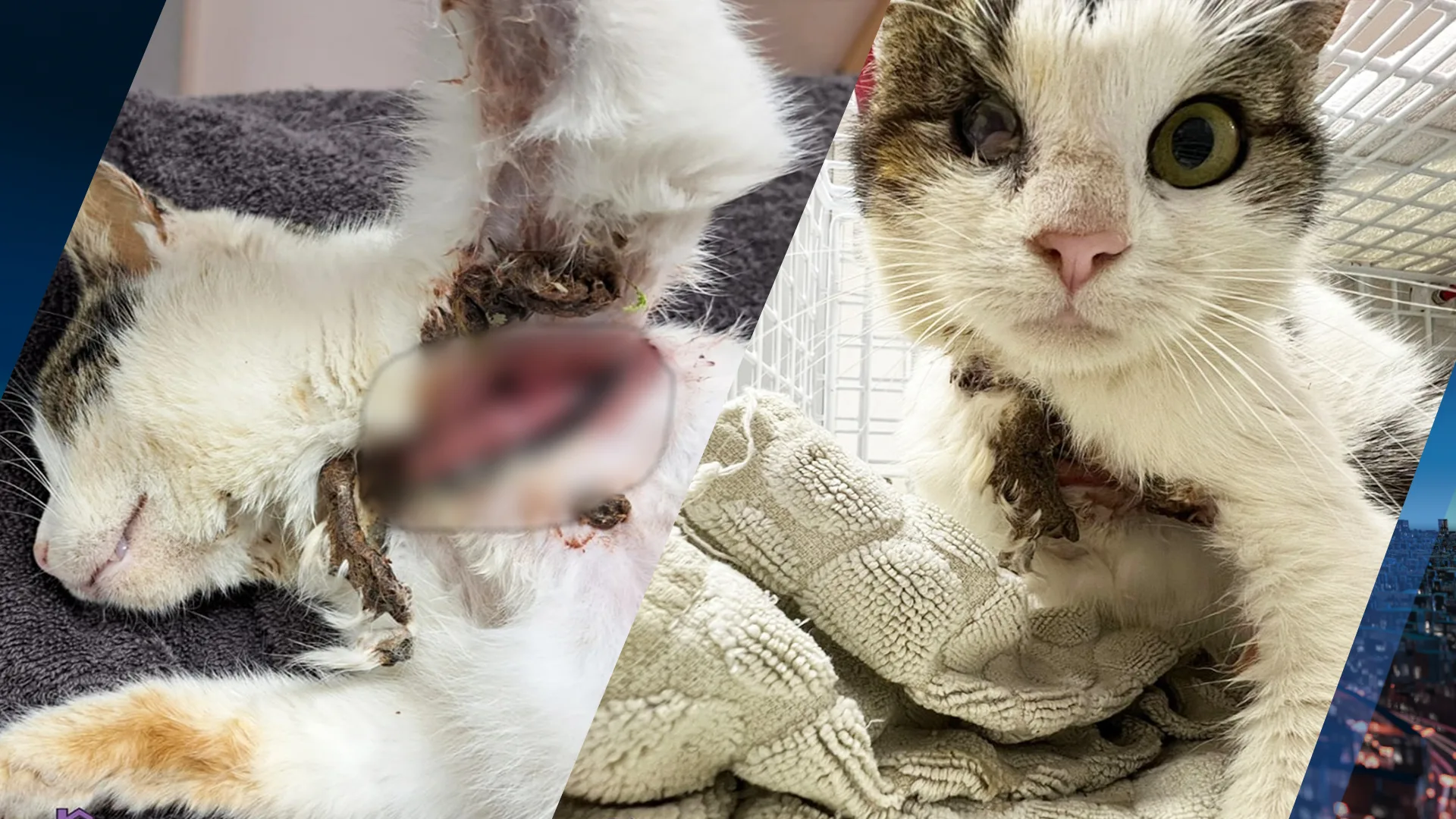 Dierenambulance redt hoogzwangere poes met strakgetrokken tiewrap om nek