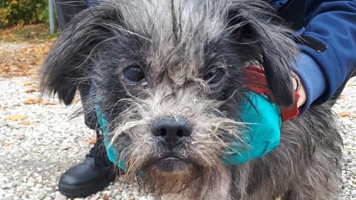 Hondje overleden na dumping Marum: 'Wie herkent dit dier?'