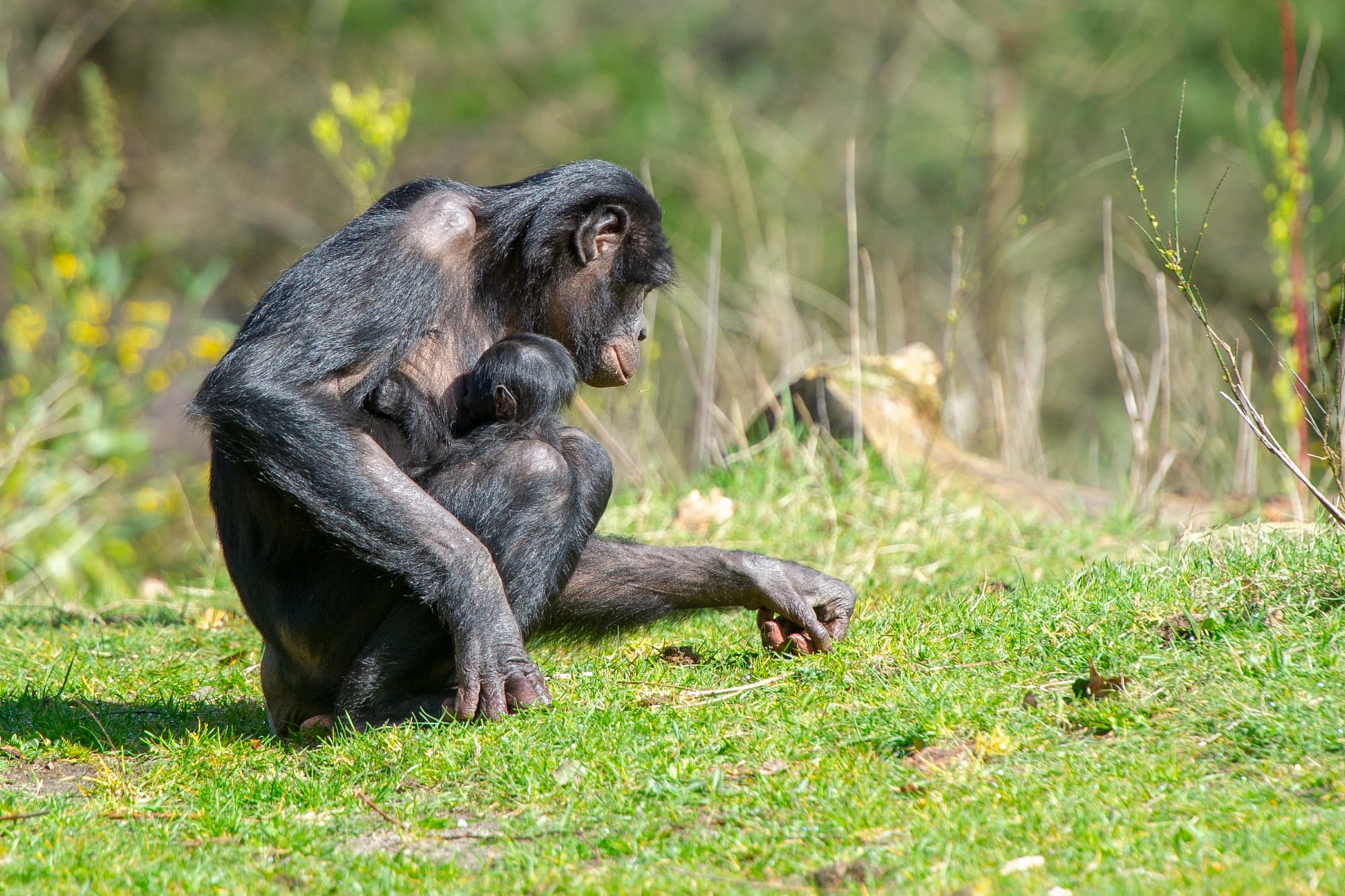 ZIEN: Apenheul verwelkomt schattig bonobo-jong