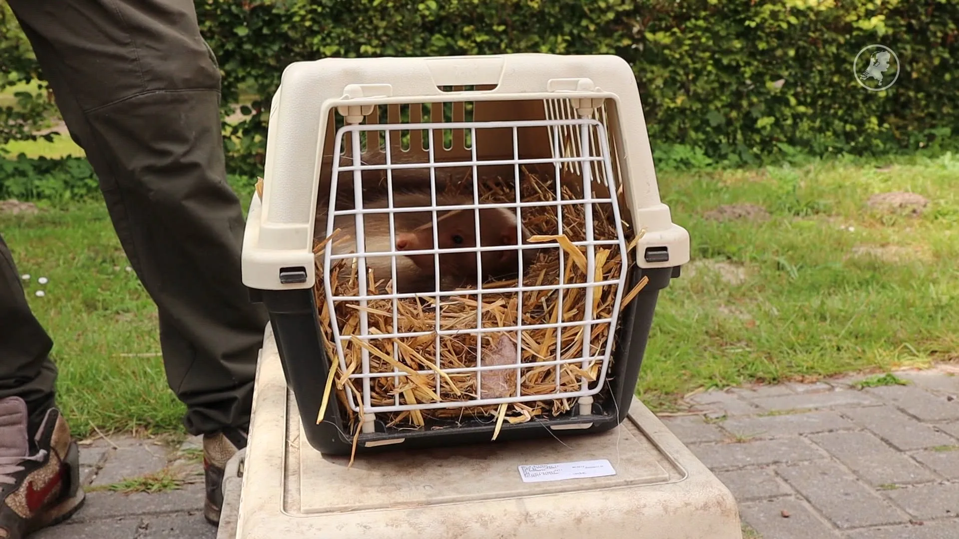 Stinkdieren Sjonnie en Snow zwaar verwaarloosd, nu opgevangen door Stichting AAP