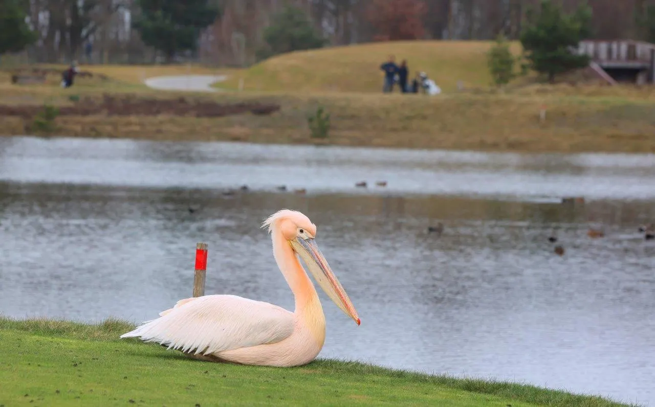 Mysterieuze, roze pelikaan duikt nu ook op bij golfbaan in Cromvoirt