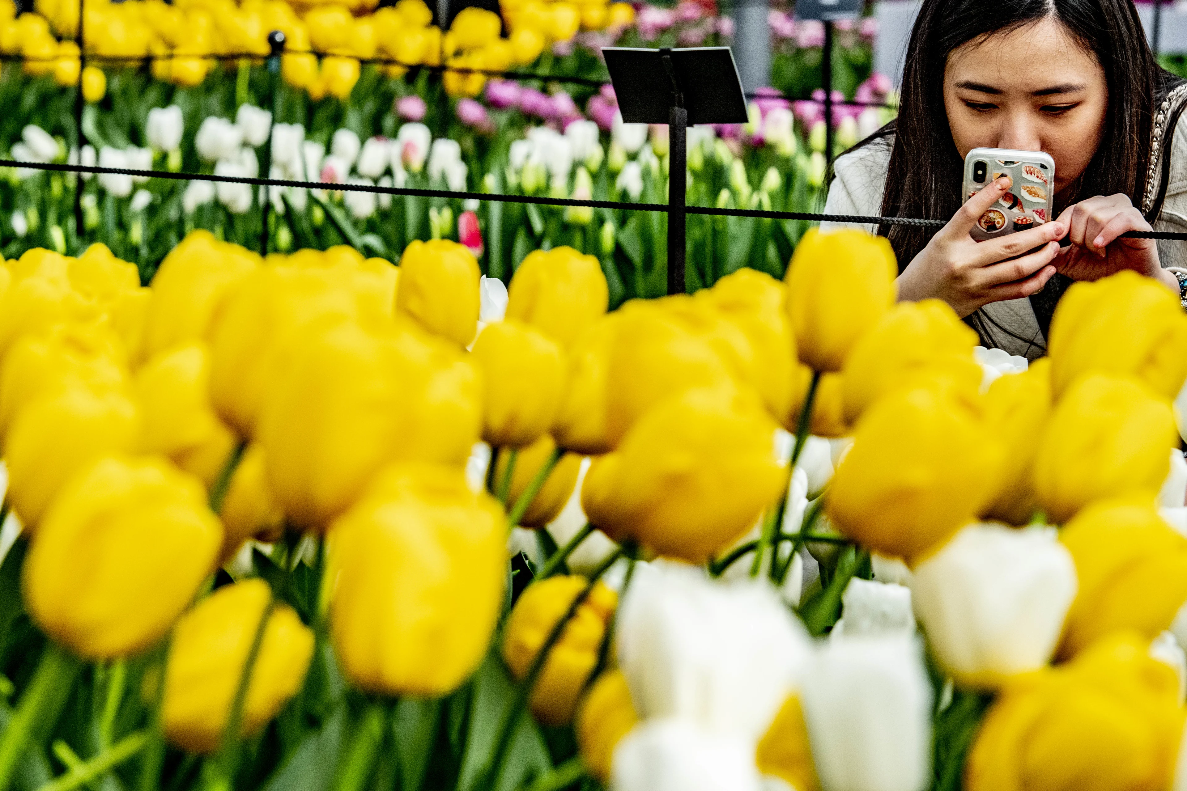 Keukenhof gaat dit jaar helemaal niet meer open door coronacrisis