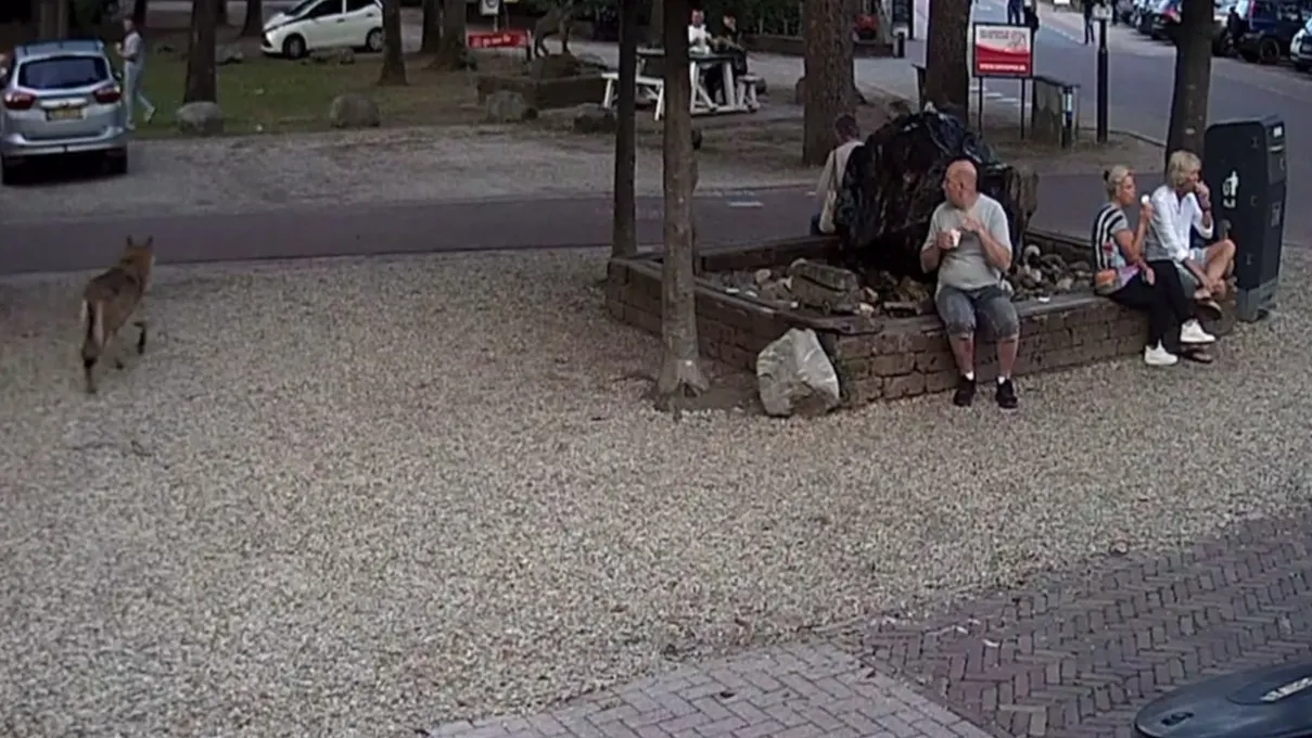 Nederland in de ban van de wolf: meermaals gezien op één meter afstand