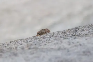 Bijzondere beelden uit Holwert: dieren vluchten voor hoogwater