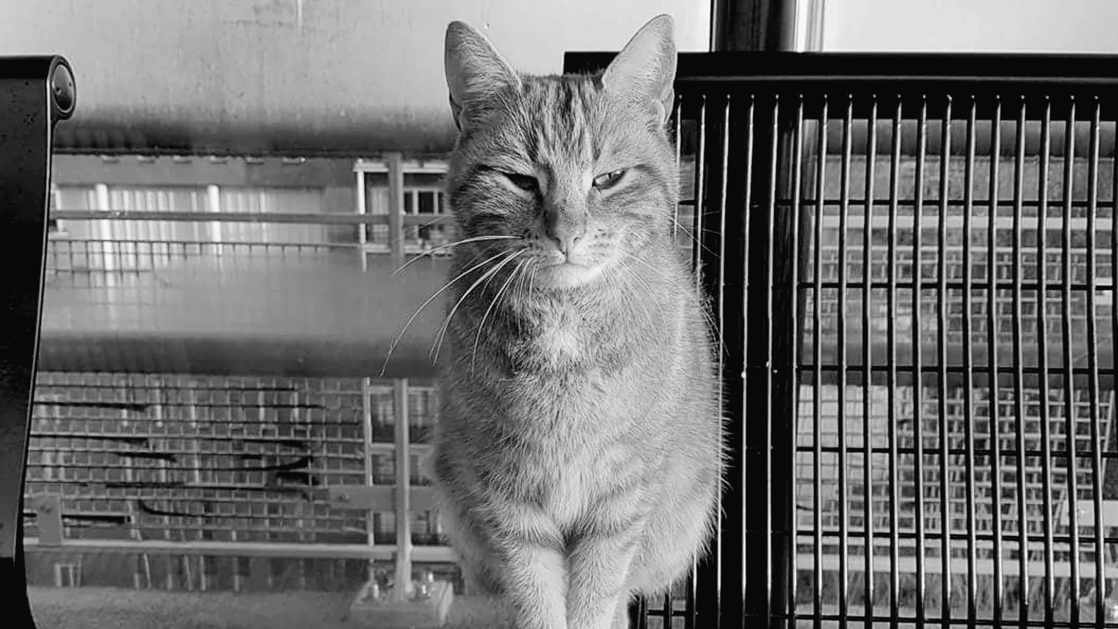 Purmerendse stationskat Brammetje aangereden en overleden: 'Wat verschrikkelijk sneu'