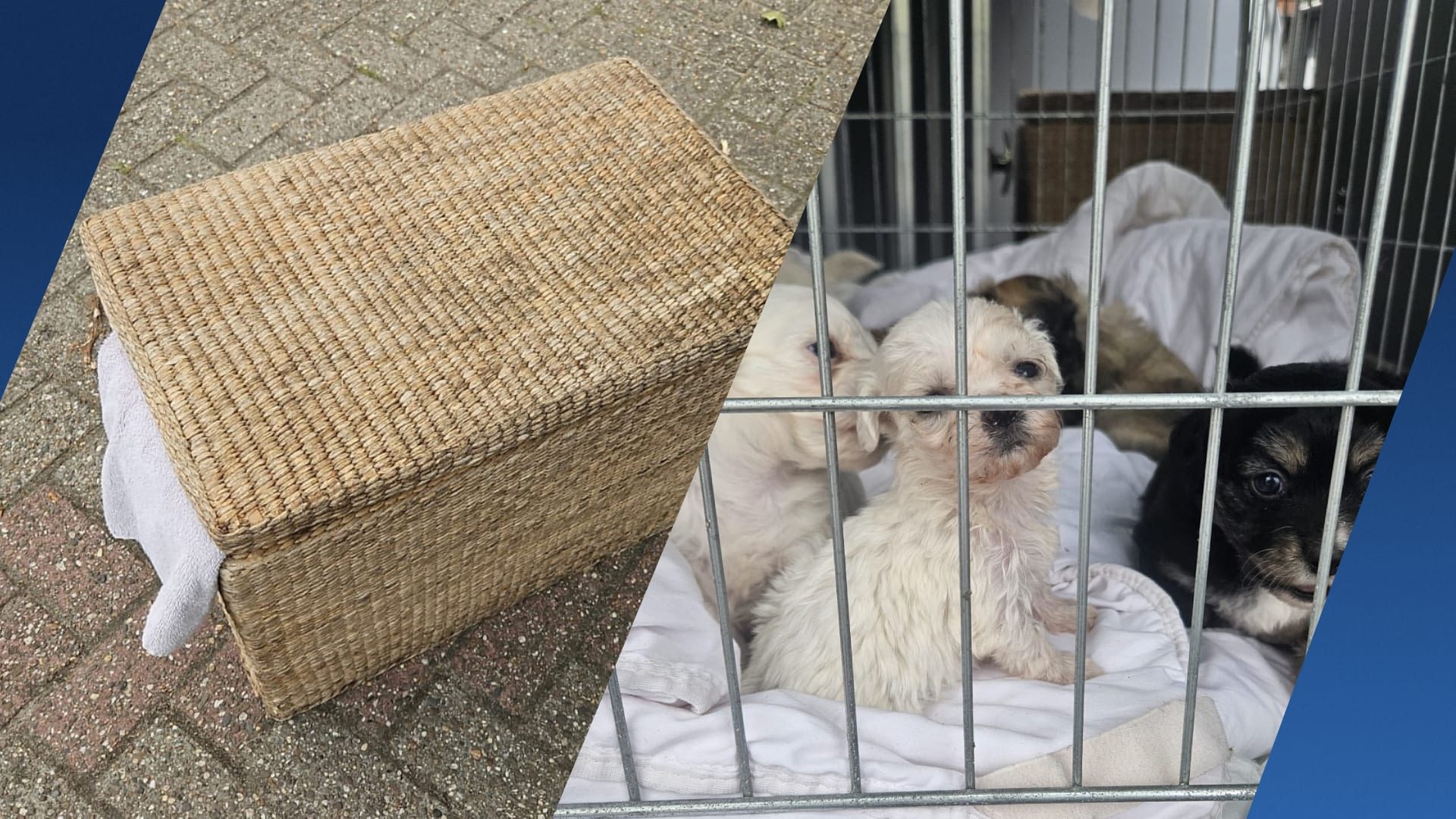Acht pups gedumpt in fietstunnel Almelo, twee vechten voor hun leven