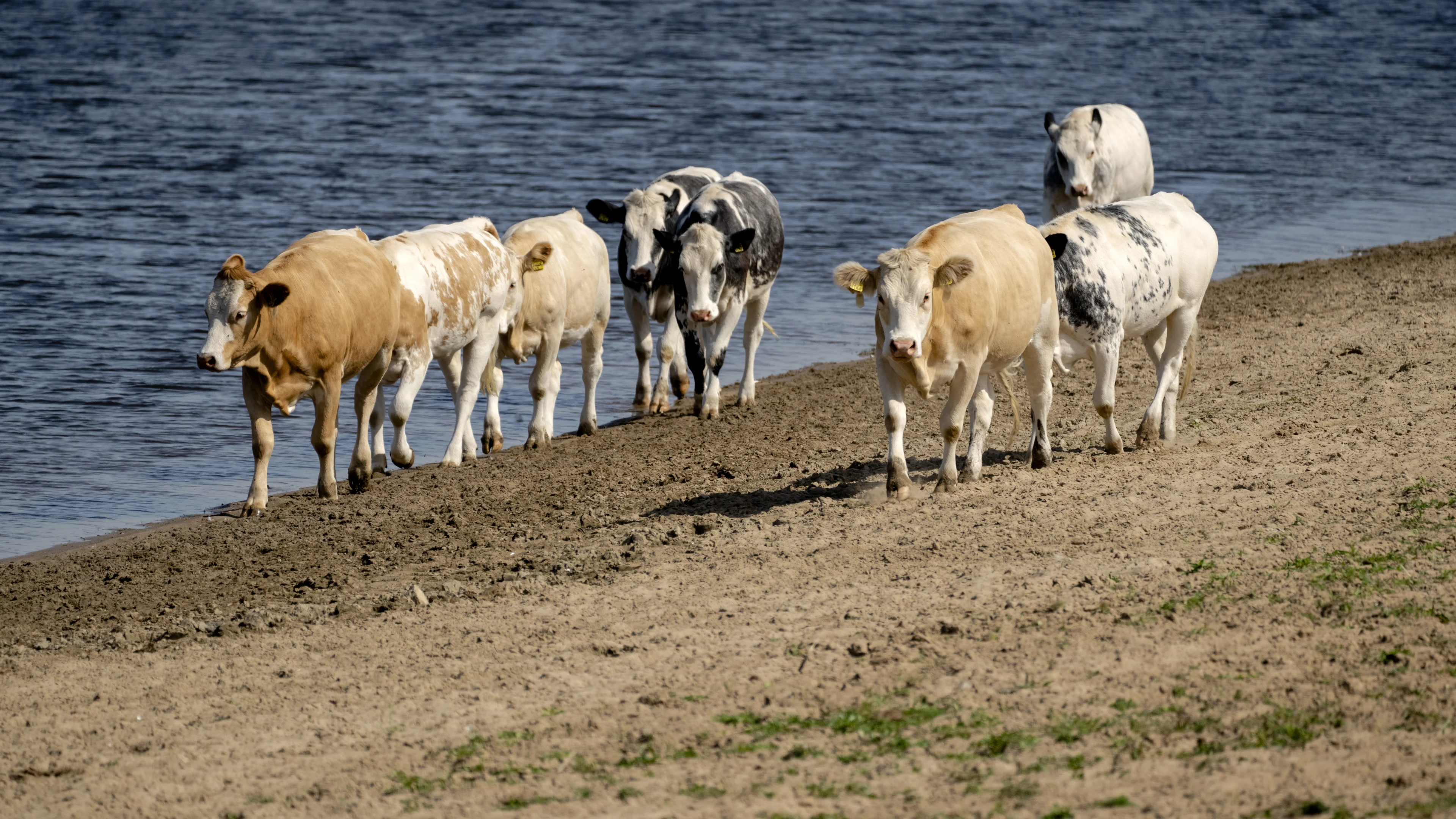 Droogte zorgt voor scheuren in de dijk