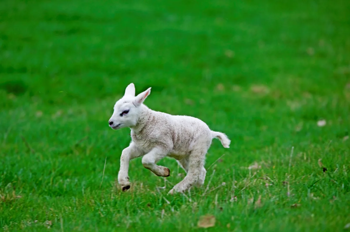 Lammetje mag voor het eerst de heide op, maar wordt doodgebeten door hond