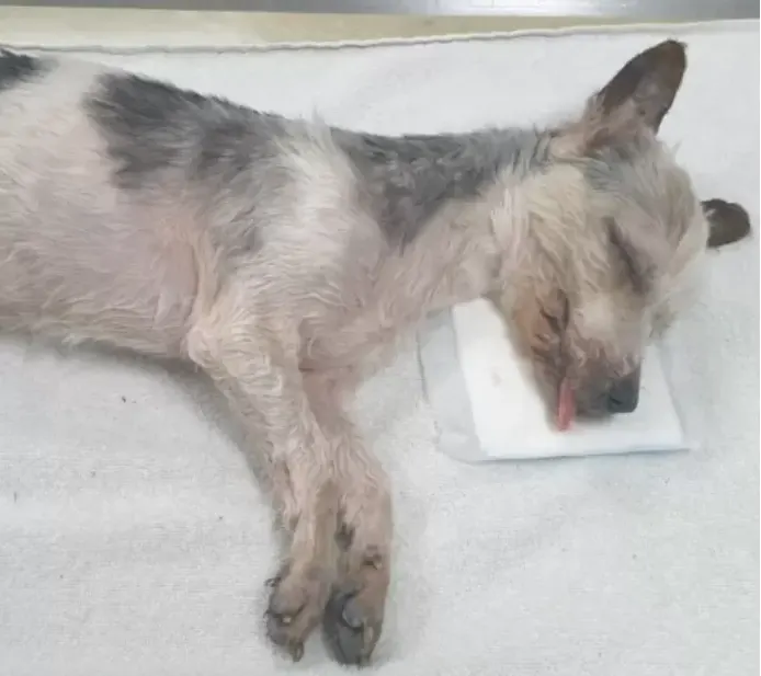 Lugubere vondst in Utrecht: dood hondje in vuilniszak uit sloot gevist