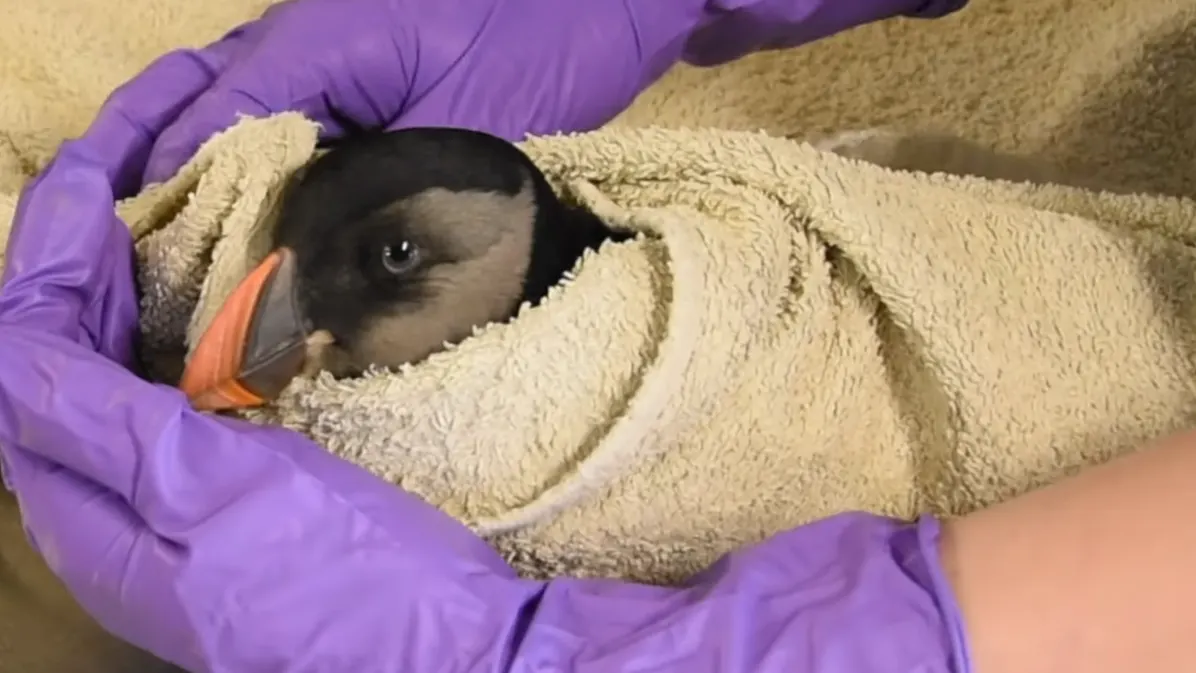 Storm Corrie blaast bijzondere papegaaivogel naar Texel