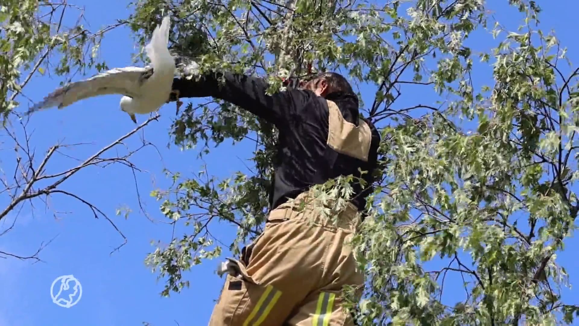 Brandweer redt pechvogel uit vliegerdraad