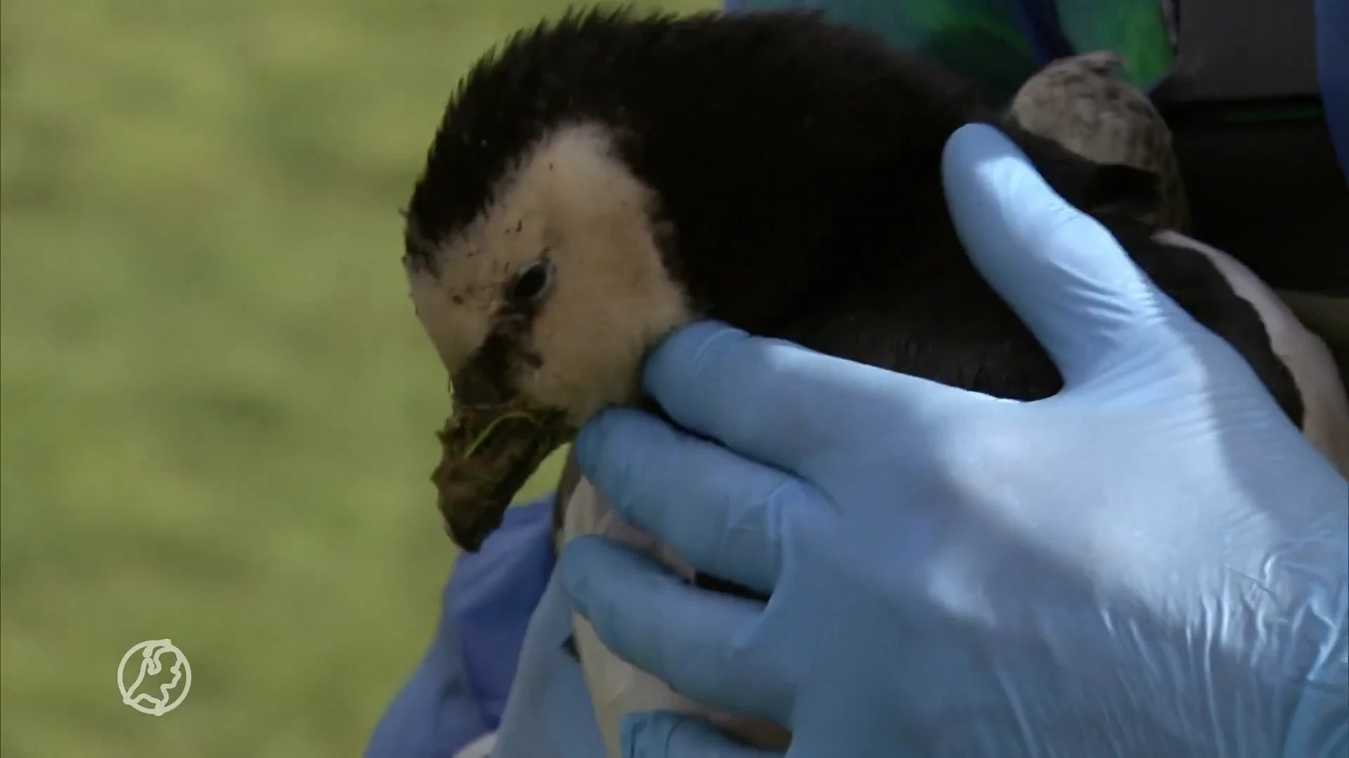 Ganzen vallen uit lucht in Utrecht door vogelgriep, vrees voor overdracht op mens