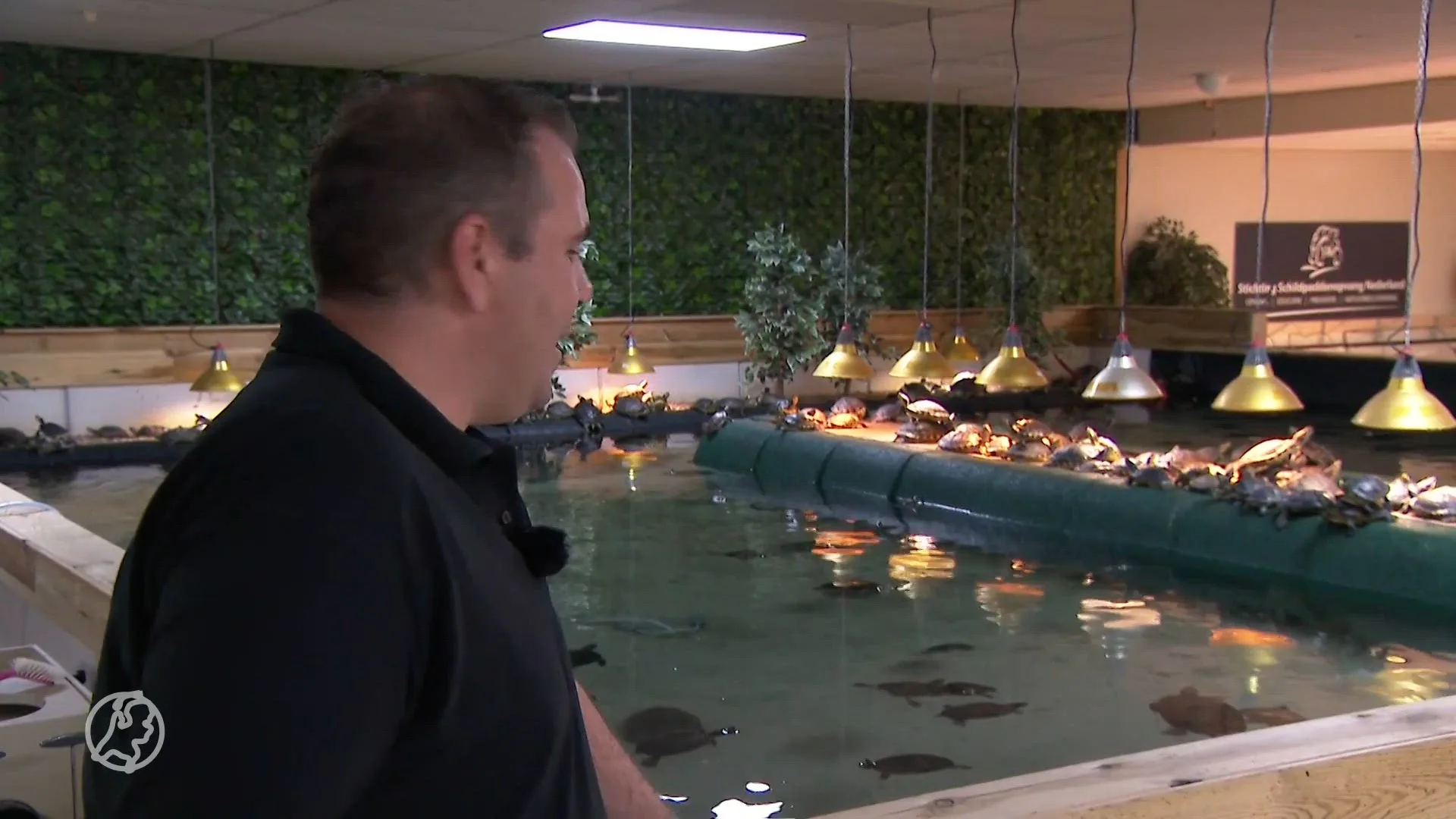 Schildpaddenopvang zit vol: 'Niet meer verkopen'