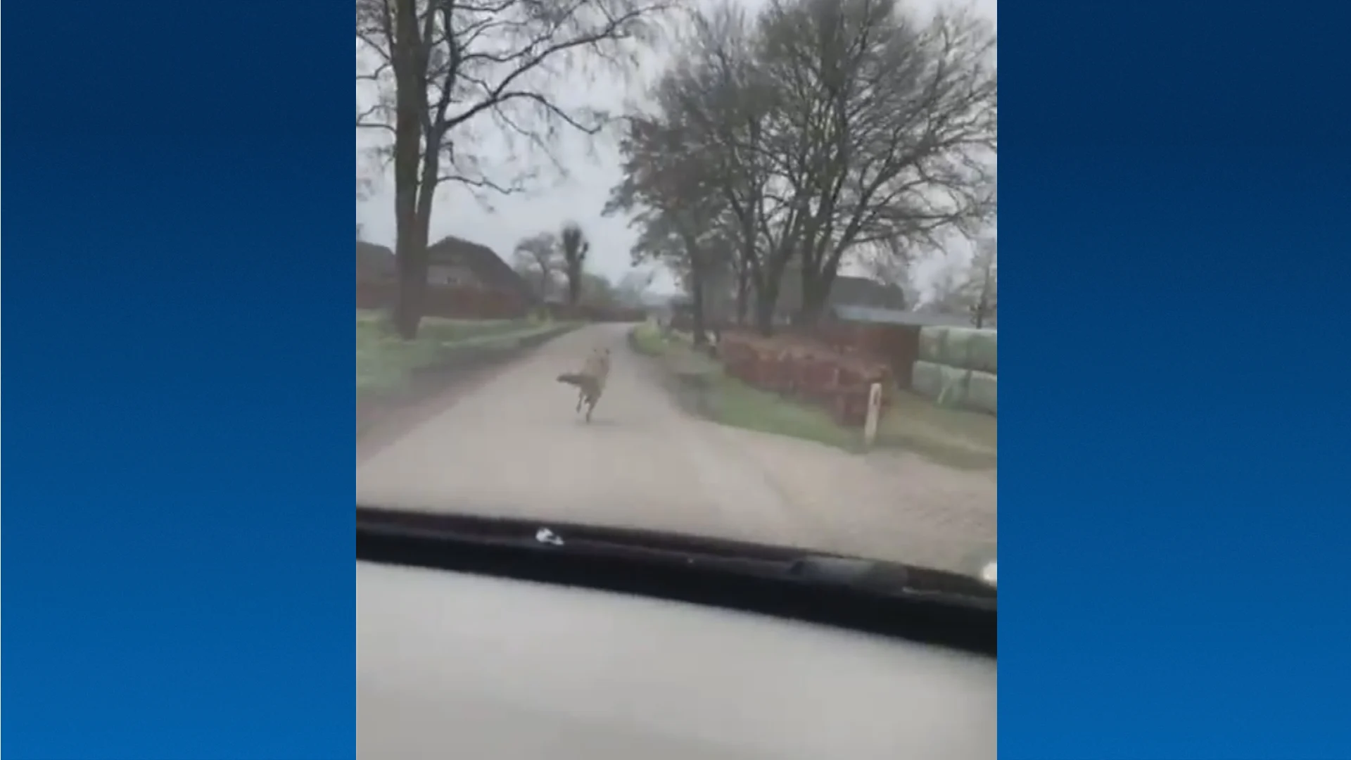 Automobilist achtervolgt wolf in Oene, Faunabescherming deelt beelden