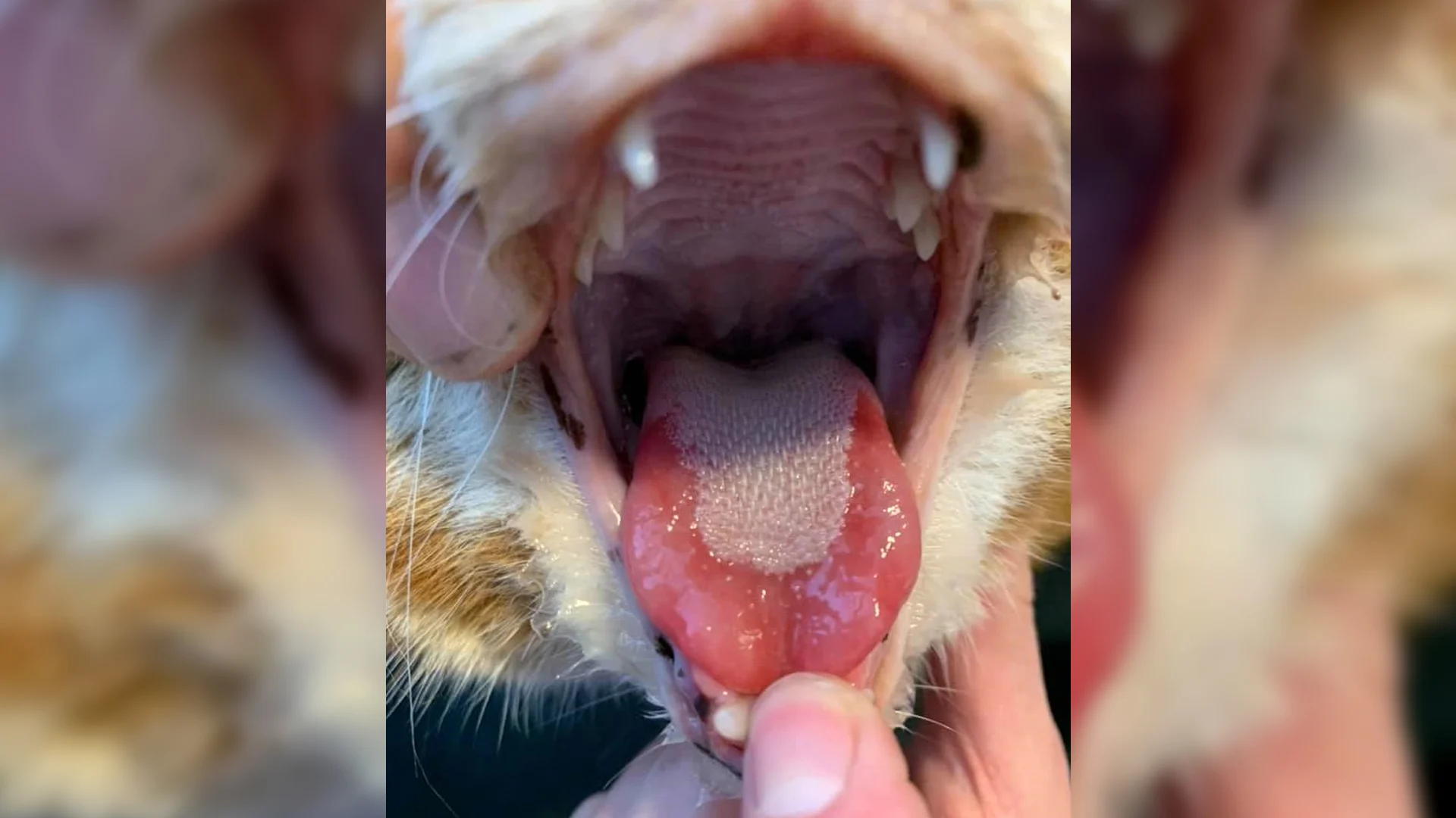 Kwijlende katten met kapotte tongen door oplikken terrasreiniger