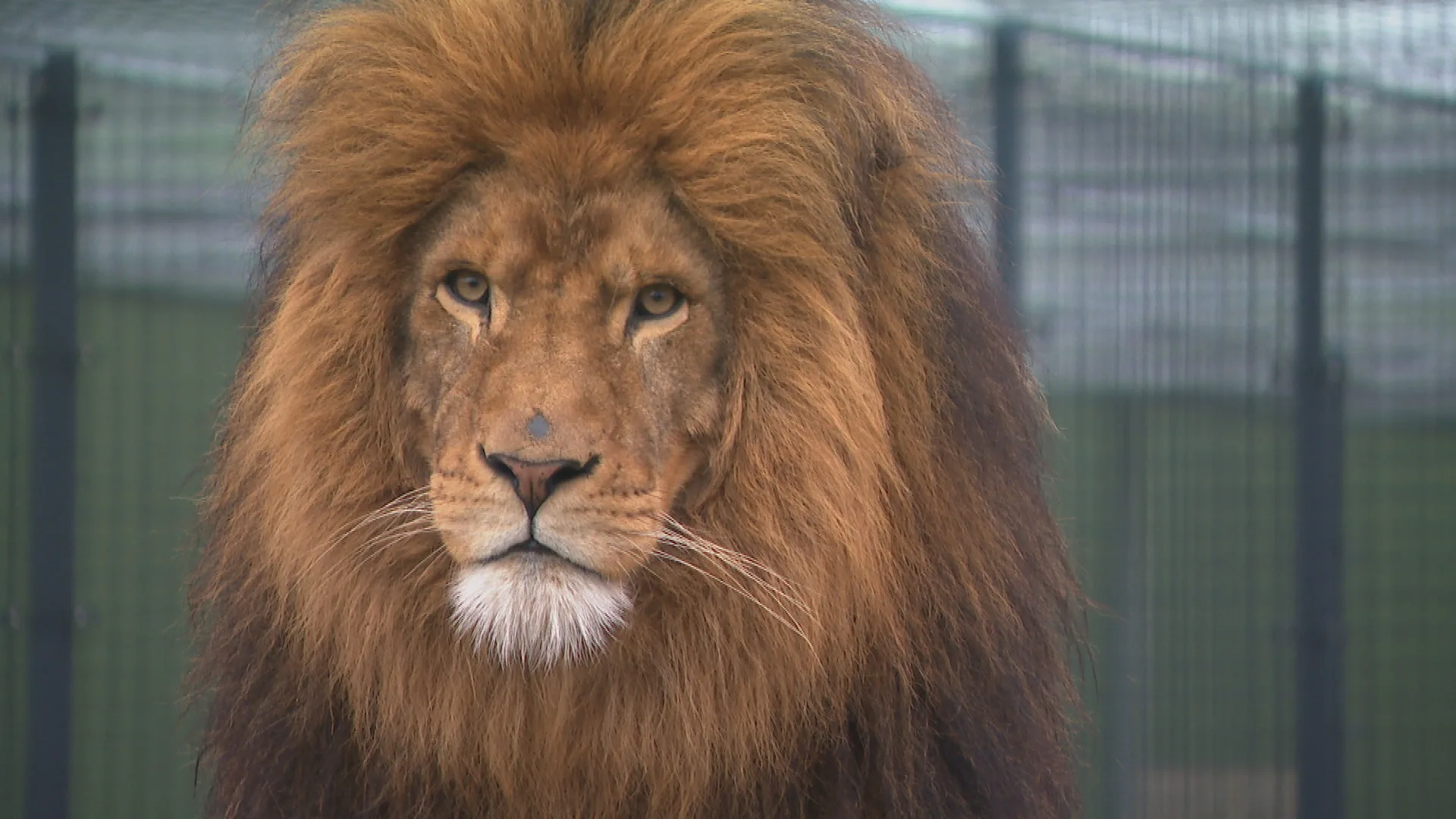 Eind goed, al goed: 5 jaar geleden werd leeuw Remy gedumpt, nu keert hij terug naar Afrika
