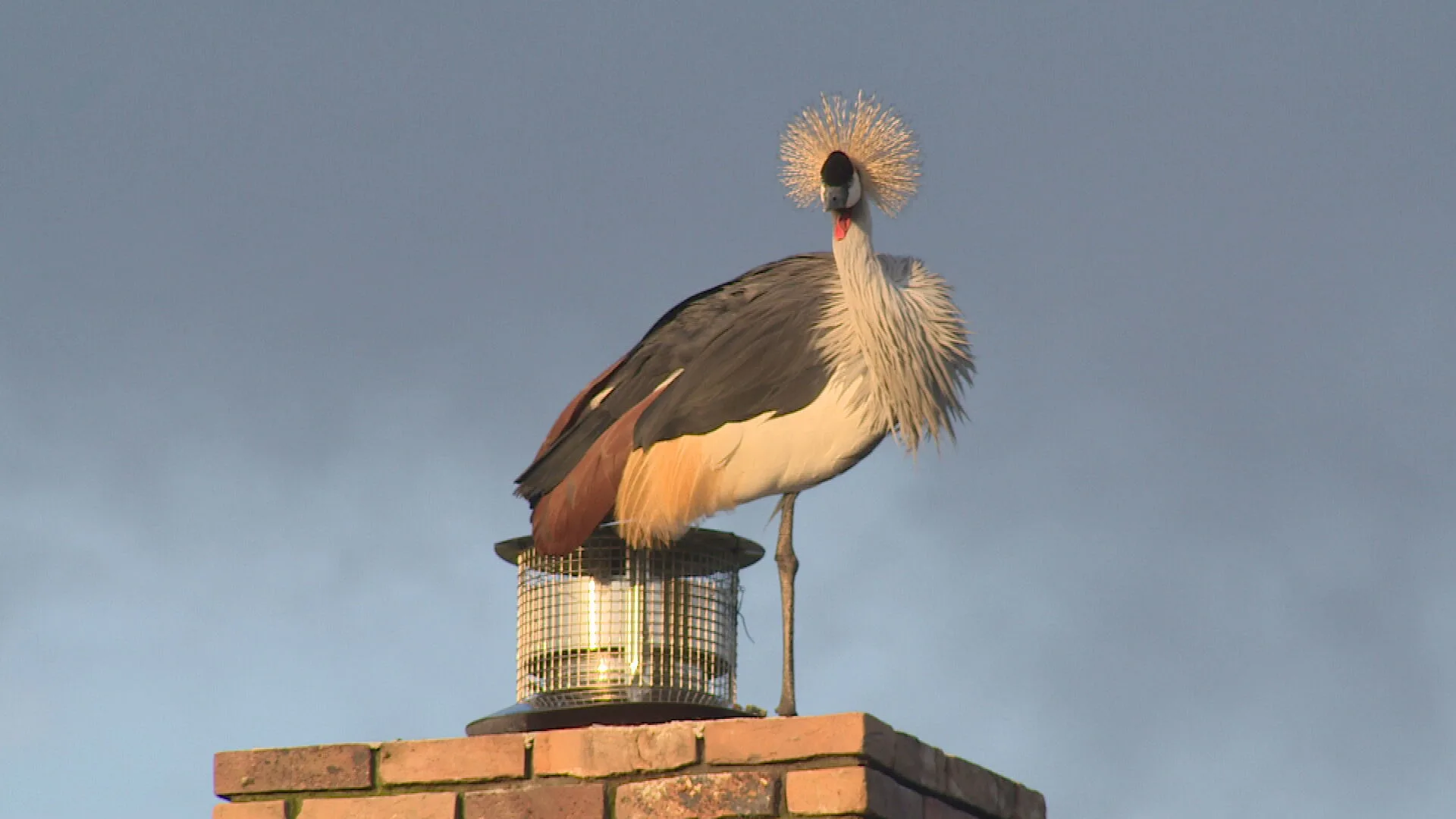 Marjo wordt elke ochtend wakkergekrijst door kroonkraanvogel: 'Vannacht wilde ik een jager bellen!'