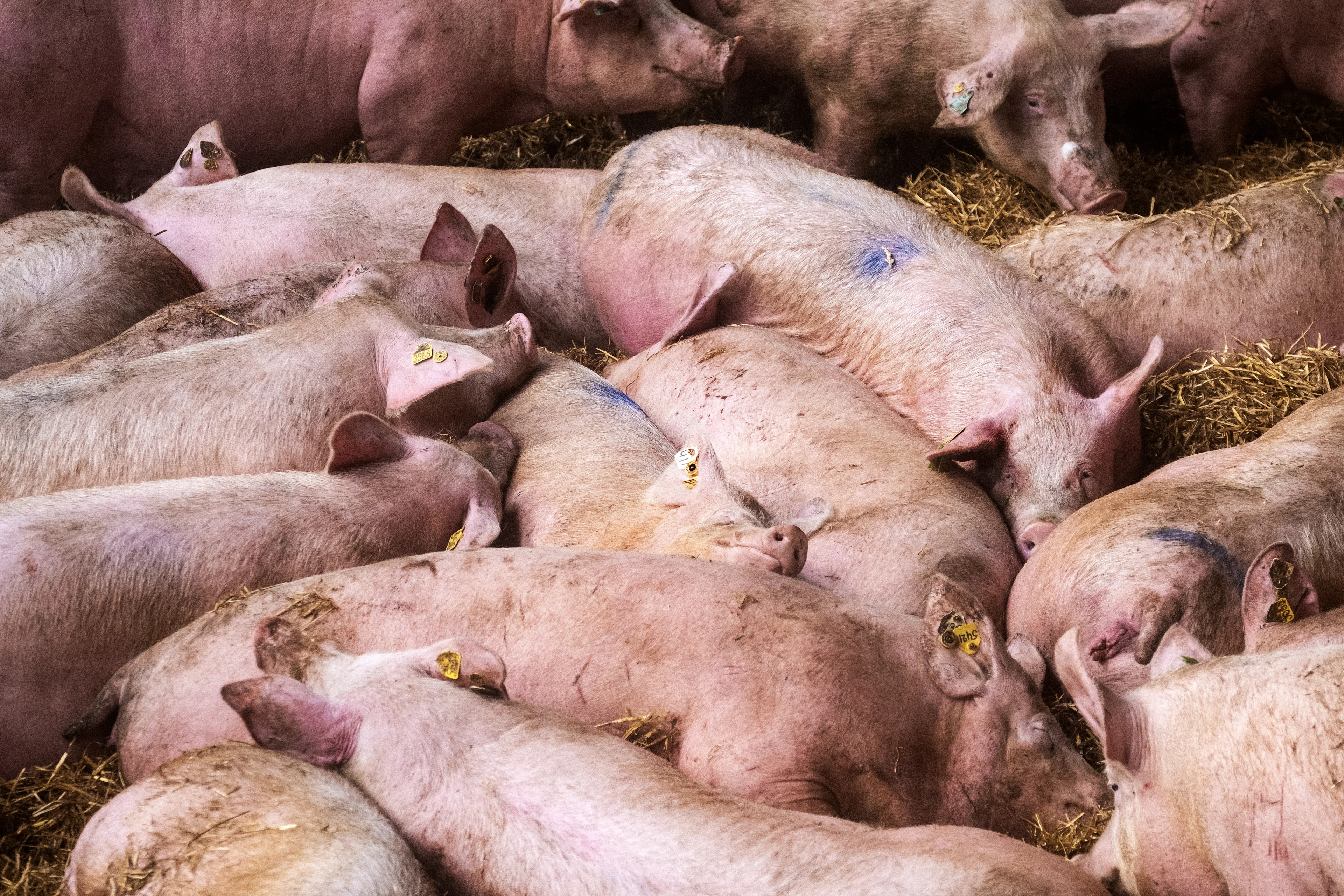 Varkens in Nood sleept slachthuis voor de rechter: 'Dieren worden gillend gekookt'