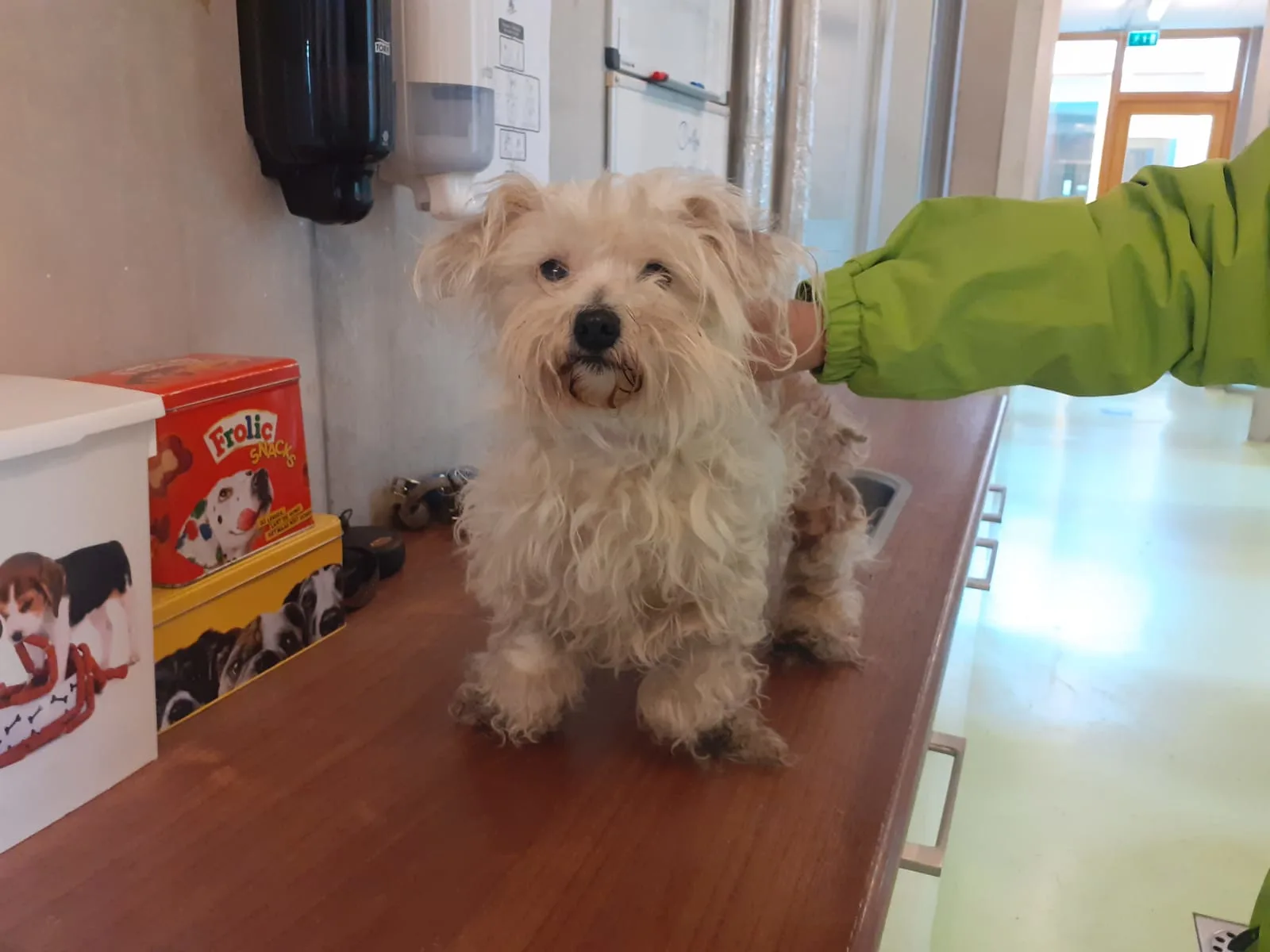 Zwaar verwaarloosd hondje vastgebonden aan boom in Hoensbroek