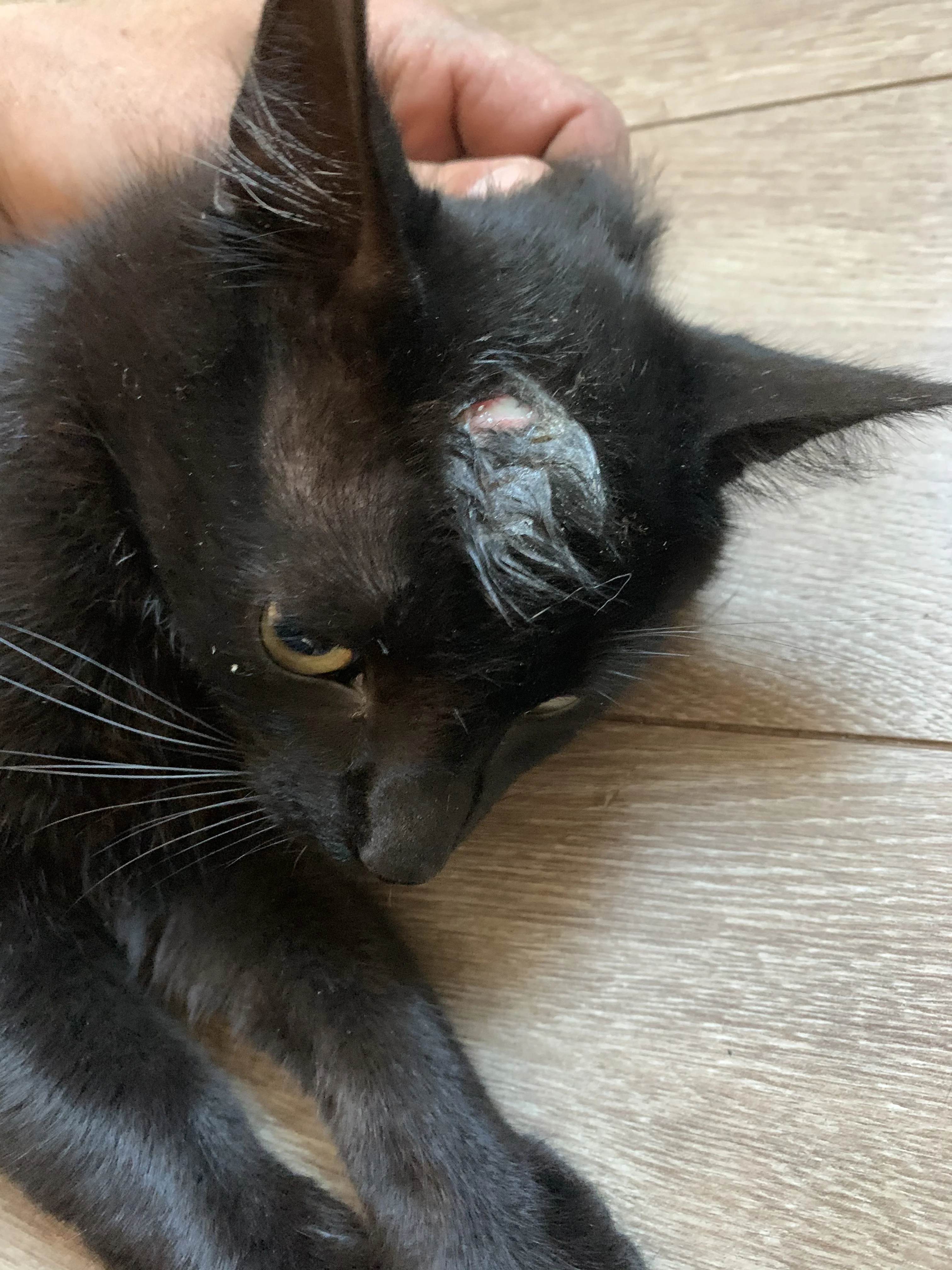 Kattenhater schiet Alfons in de kop met luchtbuks: 1000 euro beloning voor gouden tip