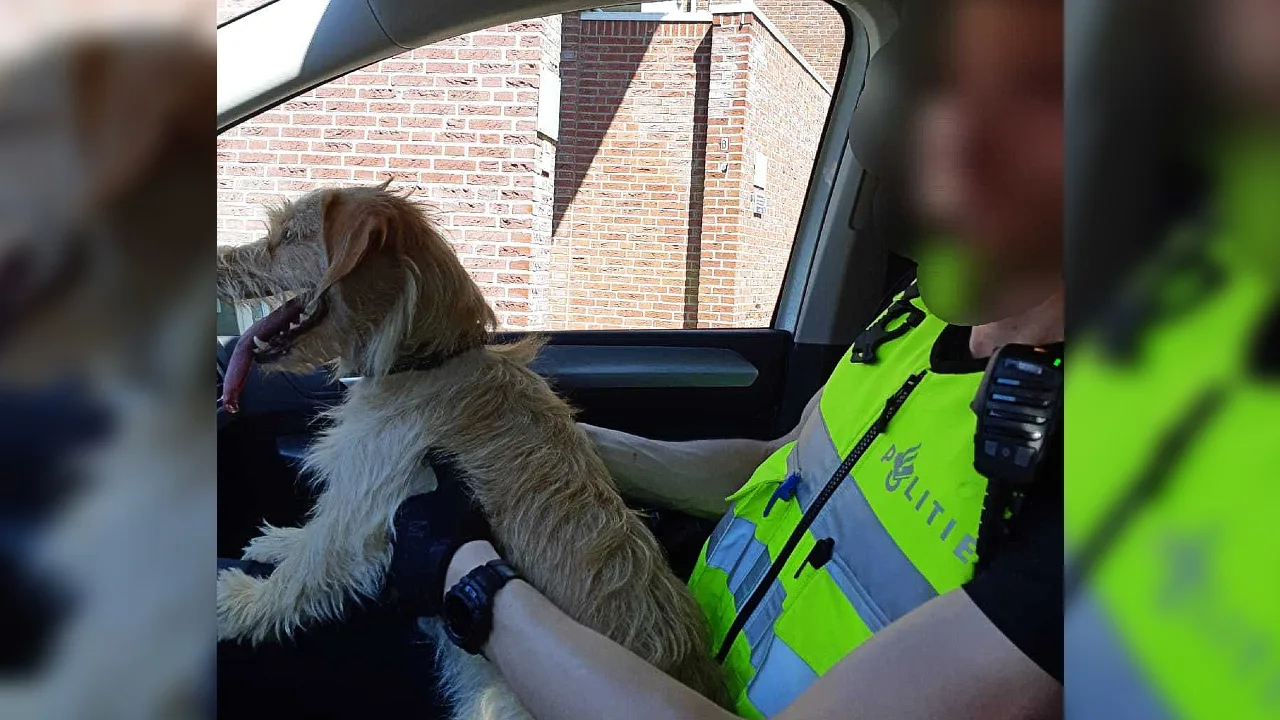 Wijkagent redt oververhitte hond uit geparkeerde snikhete auto