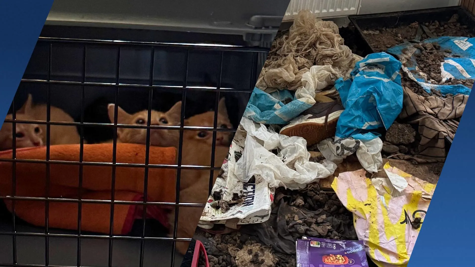 Tien katten gered uit vervuilde woning in Vlaardingen