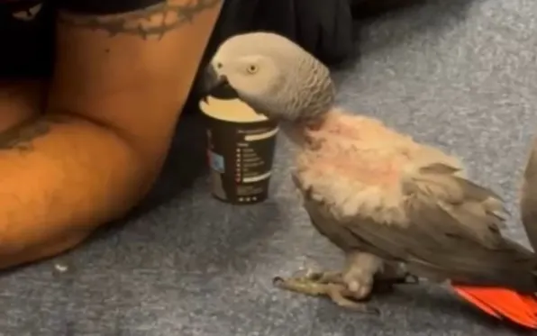 Papegaai Lorro gered uit vieze kooi tijdens controle op illegale prostitutie