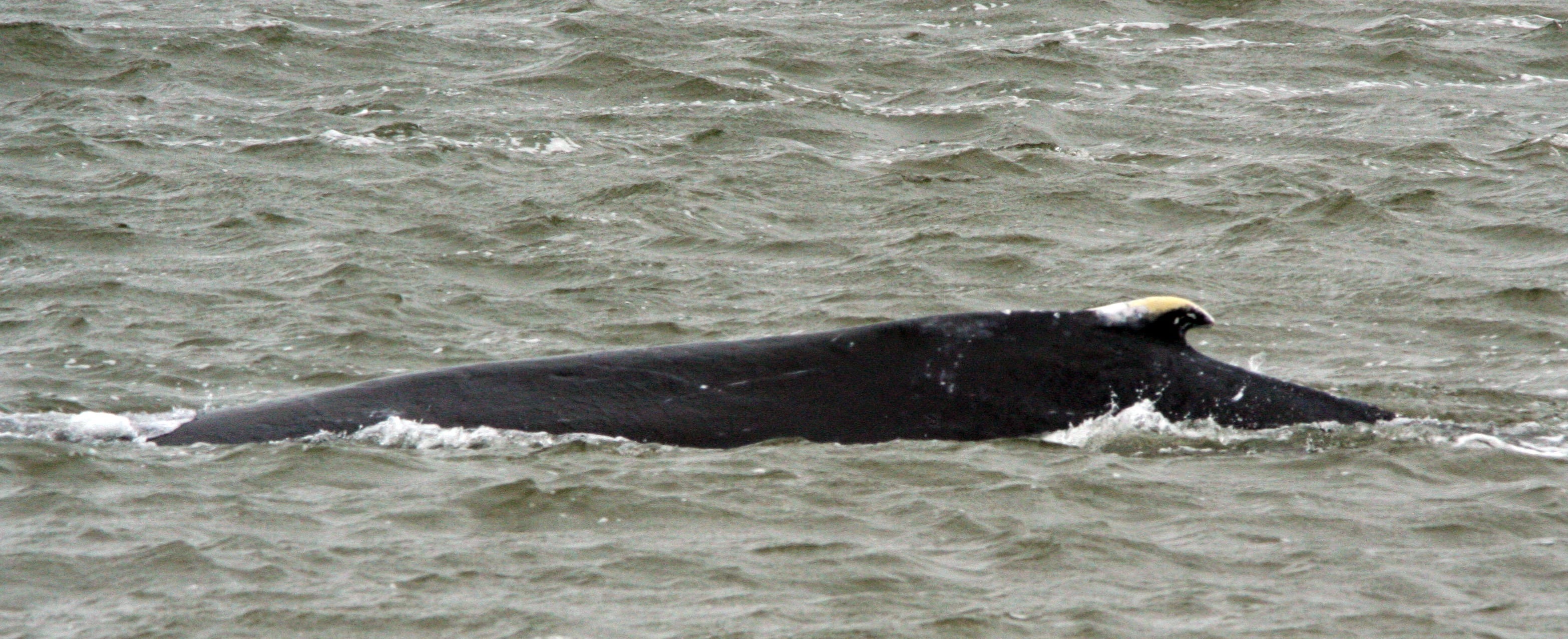 Opnieuw bultrug gezien voor Nederlandse kust, dit keer bij IJmuiden