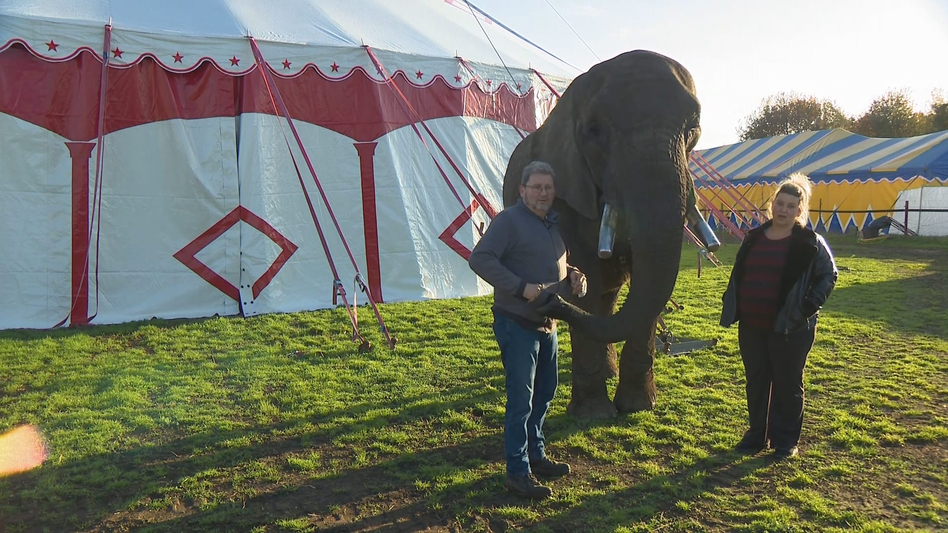 Krijgt de Afrikaanse circusolifant Buba een verblijfsvergunning?