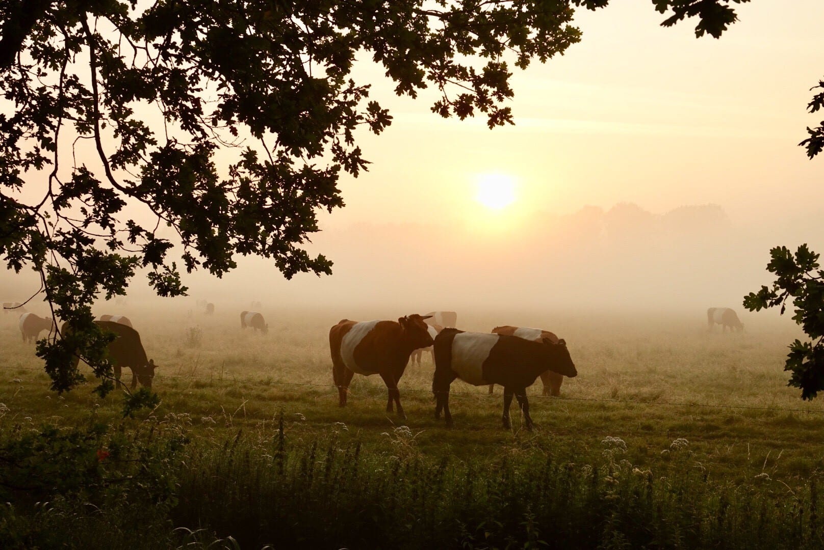 Wisselvallig weekend: zon met af en toe een bui