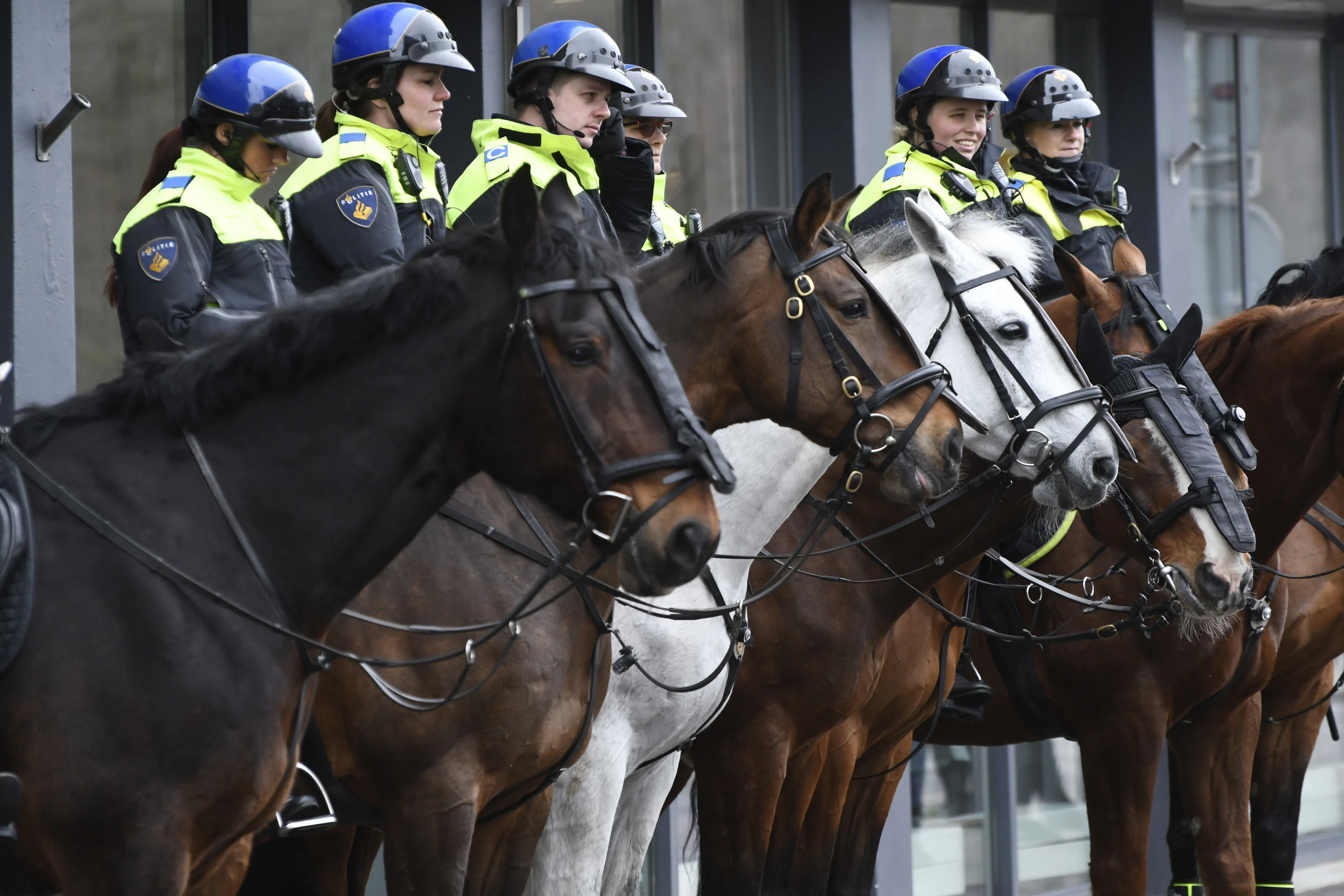 Dierenorganisaties willen inzet honden en paarden aan banden leggen
